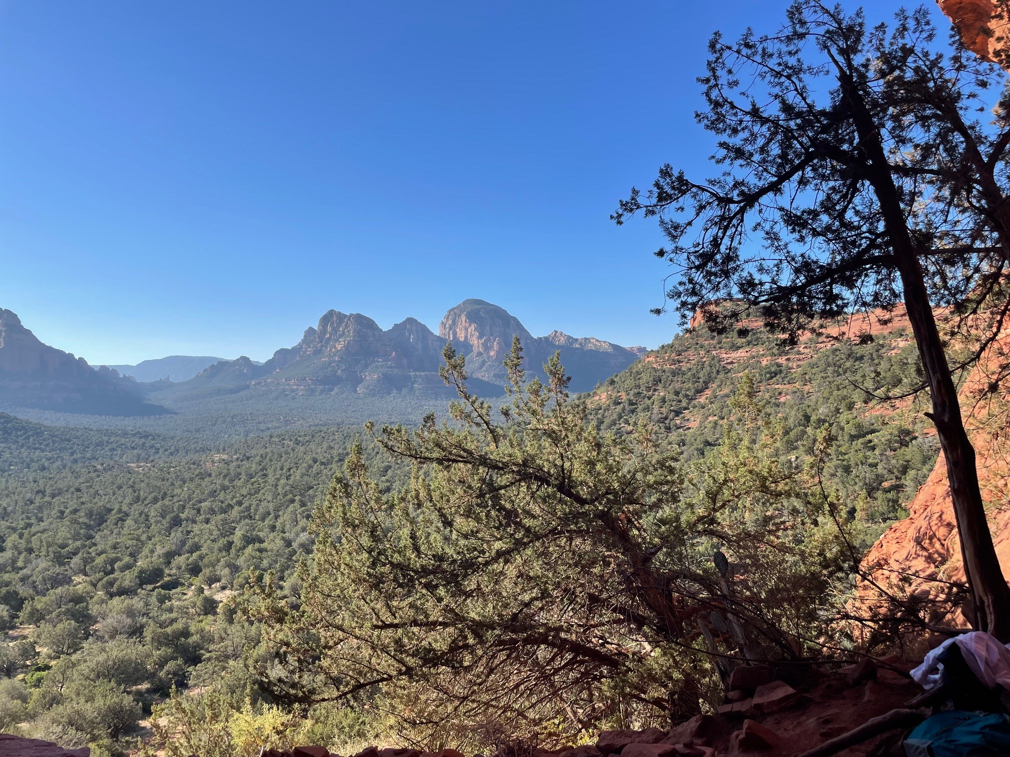 Mountain range with rocky peaks, green forest, and a clear blue sky, with a tree in the foreground on the right.