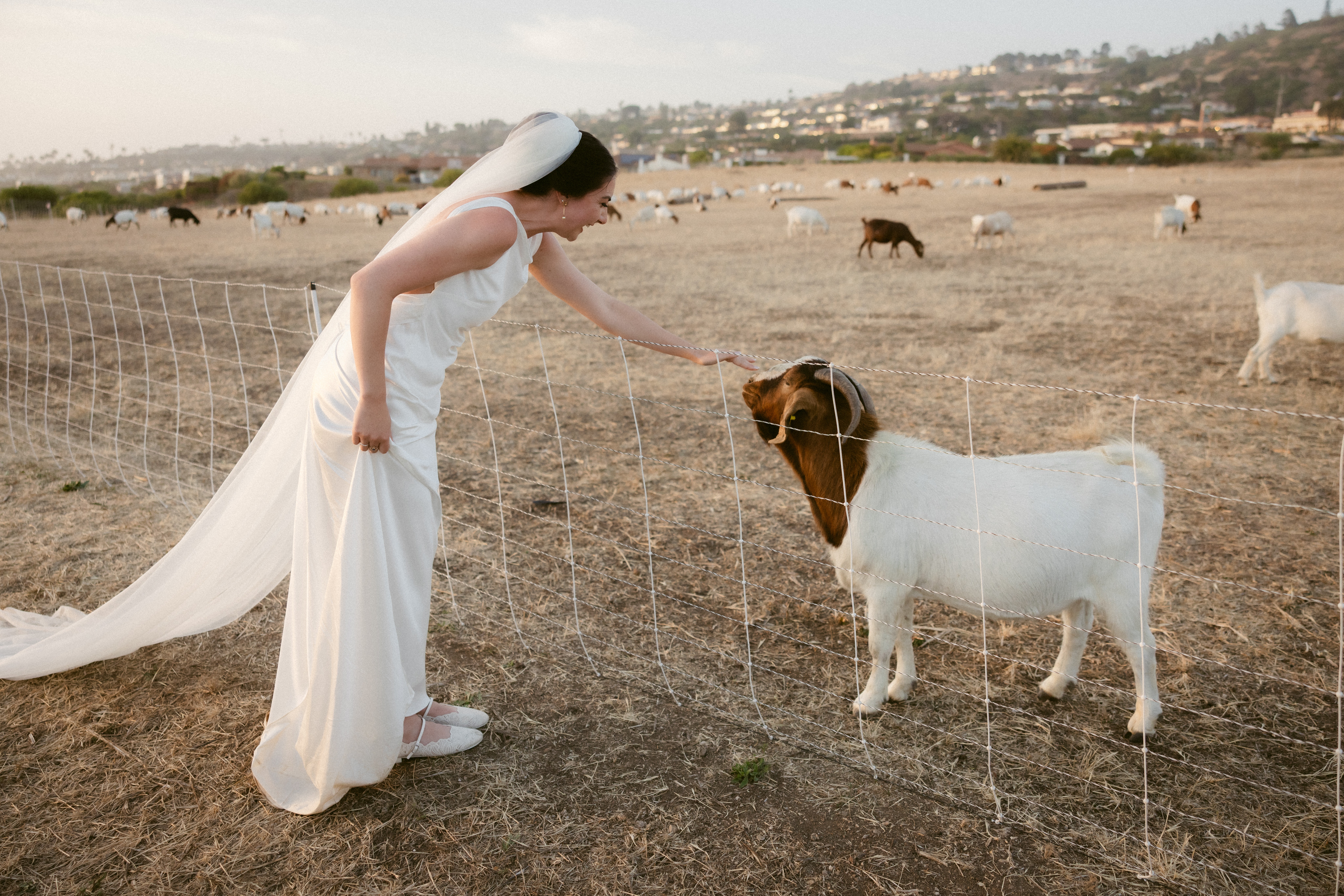 Woman in white dress petting a goat behind a fence in a rural area with animals in the background.