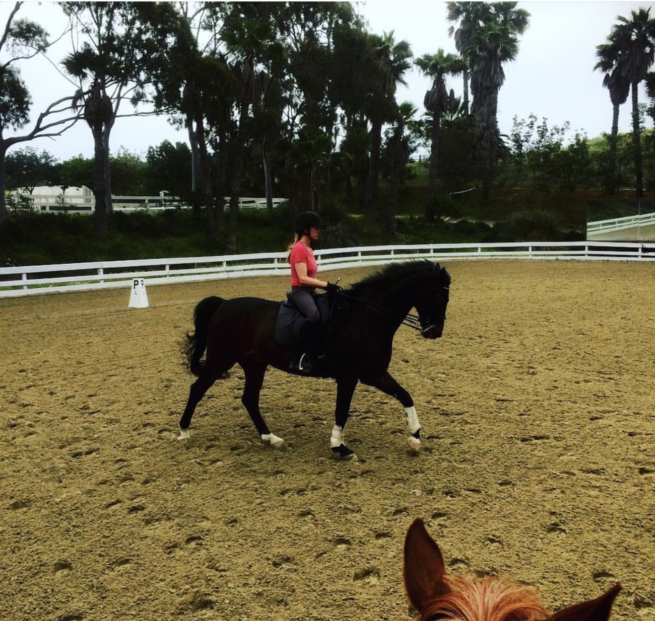 Person riding a black horse in an outdoor riding arena with trees and a white fence in the background.