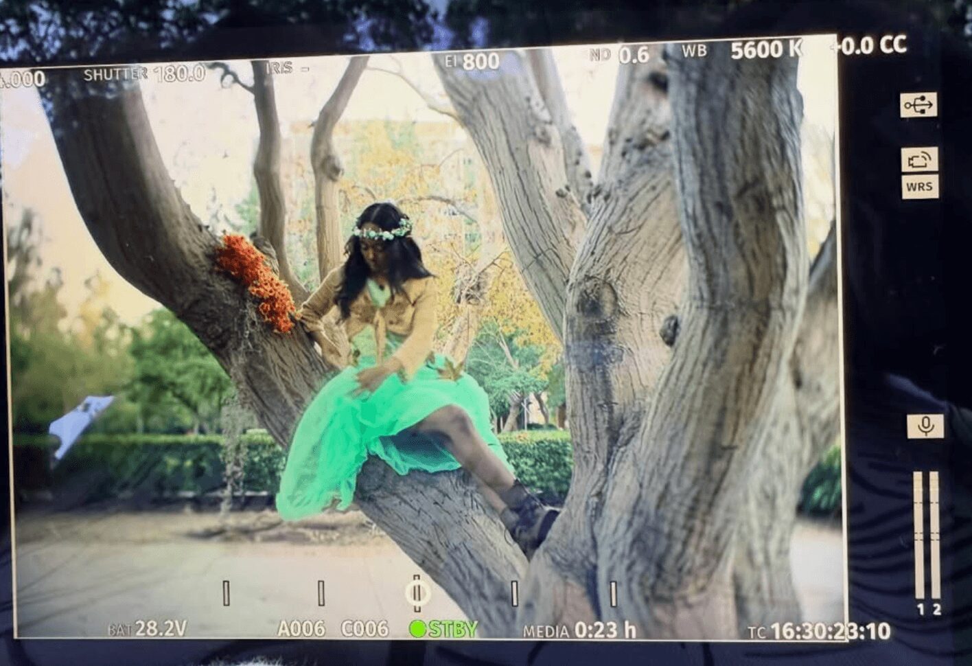 Person sitting on a tree branch wearing a green dress and a hat, with trees and a park in the background.
