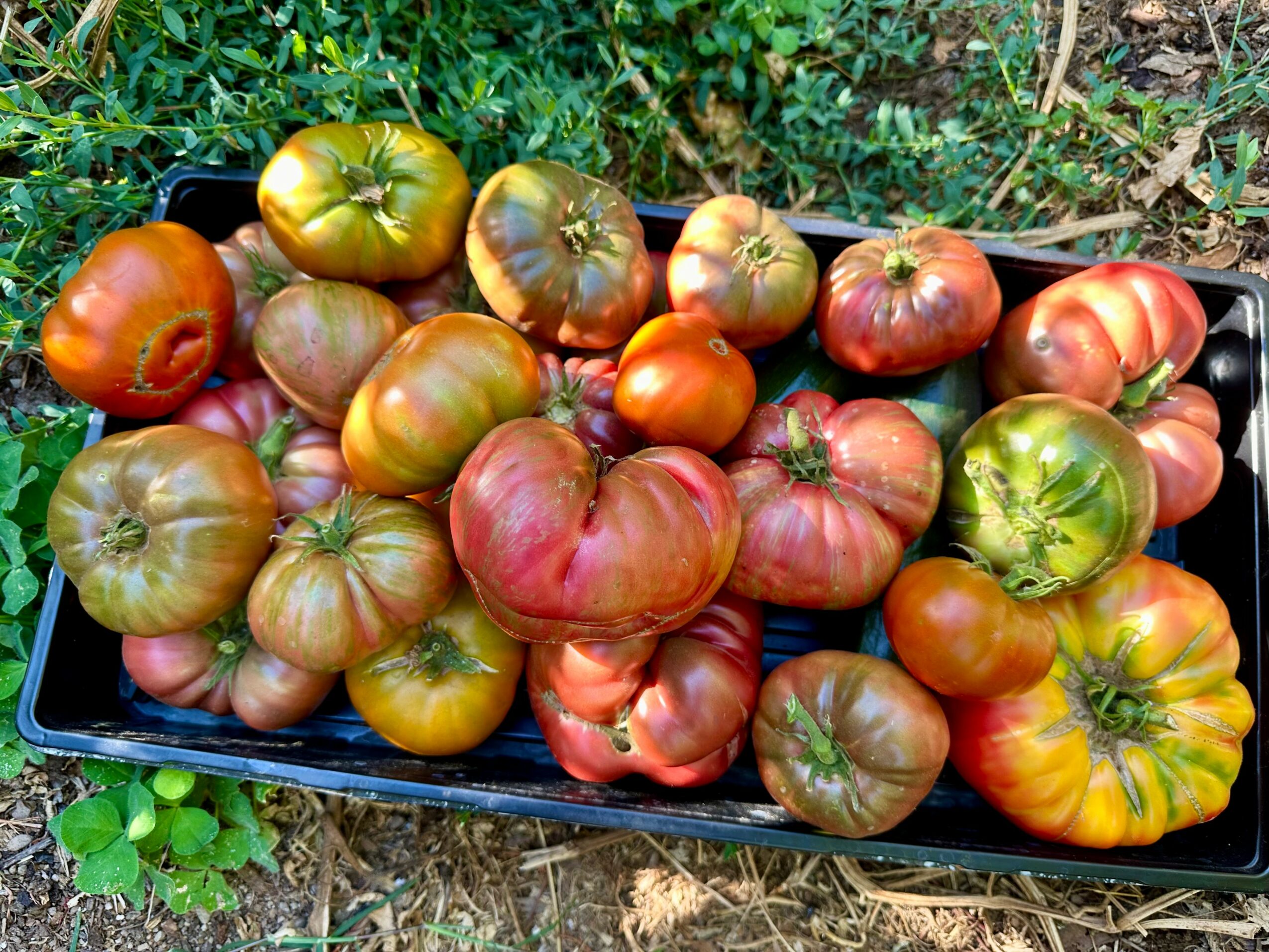 Basket of various ripe tomatoes on grass and soil, with green foliage in background.
