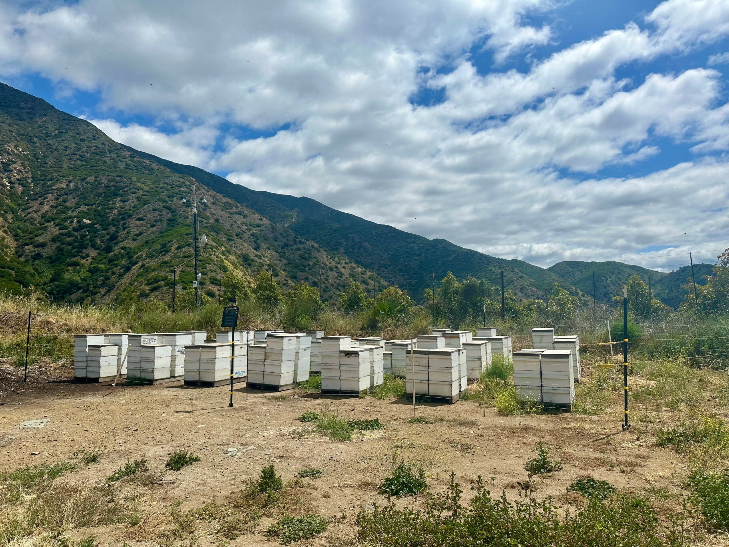 Beekeeping area with multiple white beehives on a dirt ground, mountains and cloudy sky in the background.