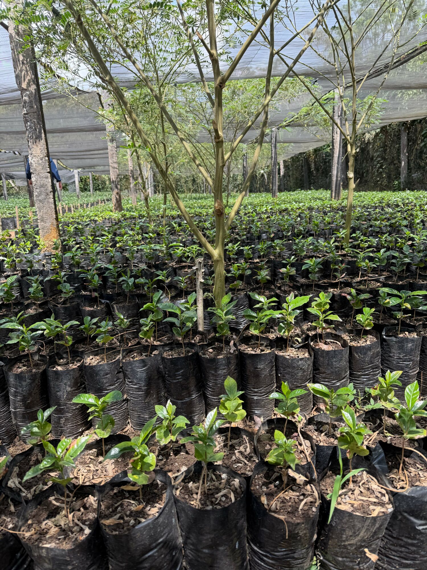 Young trees and plants grow among cut logs in a park with a pond and trees in the background.