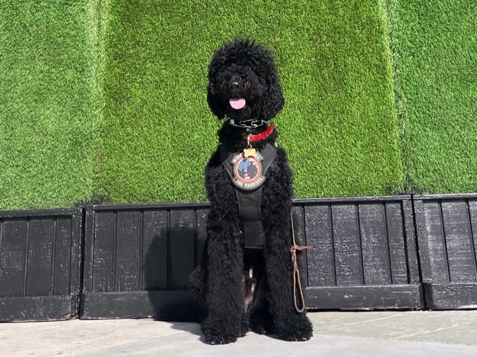 Black poodle with a red collar and a badge, sitting on a sidewalk in front of a green wall.