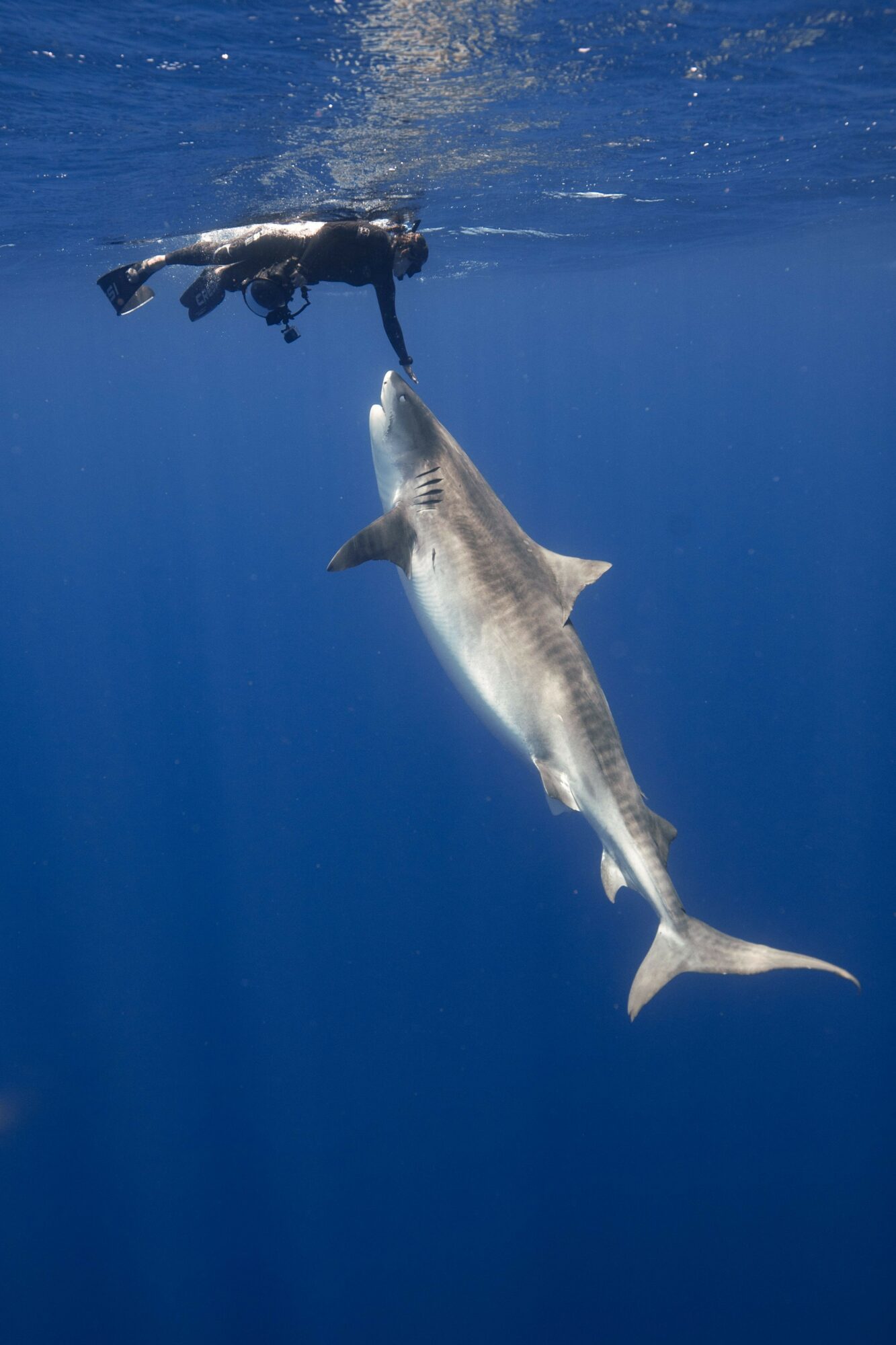 Diver underwater near a large fish in deep blue ocean, with the fish swimming downward.