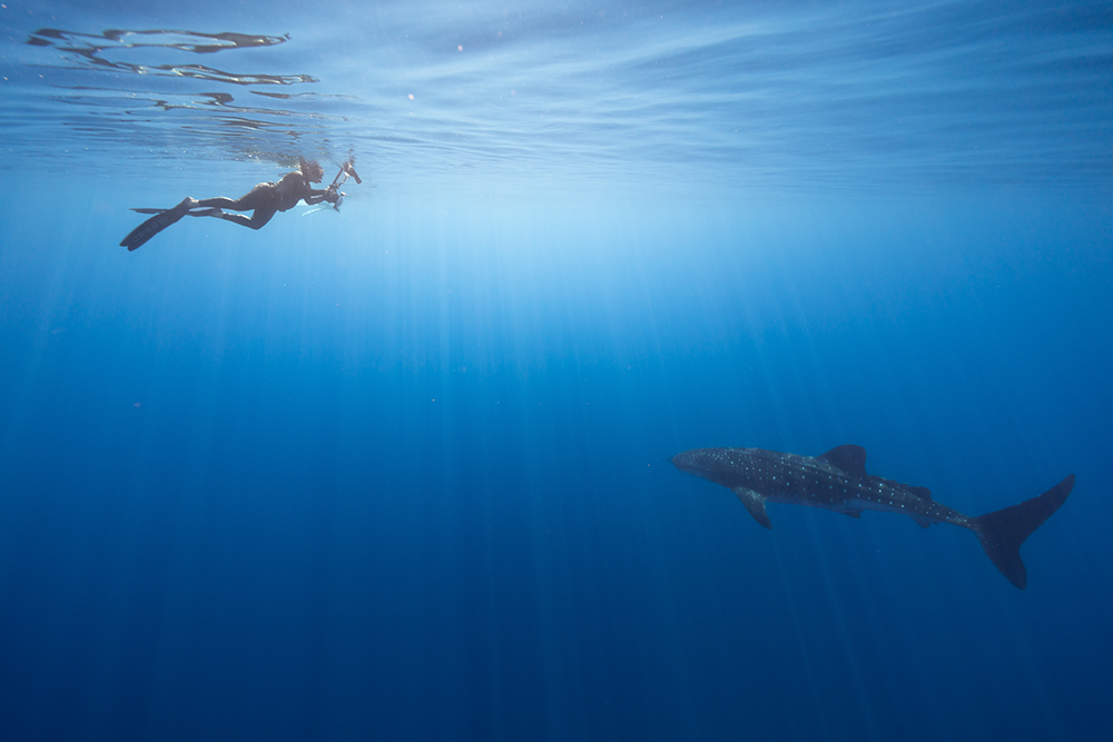 Scuba diver swimming underwater near a large fish in clear blue ocean, sunlight filtering through water