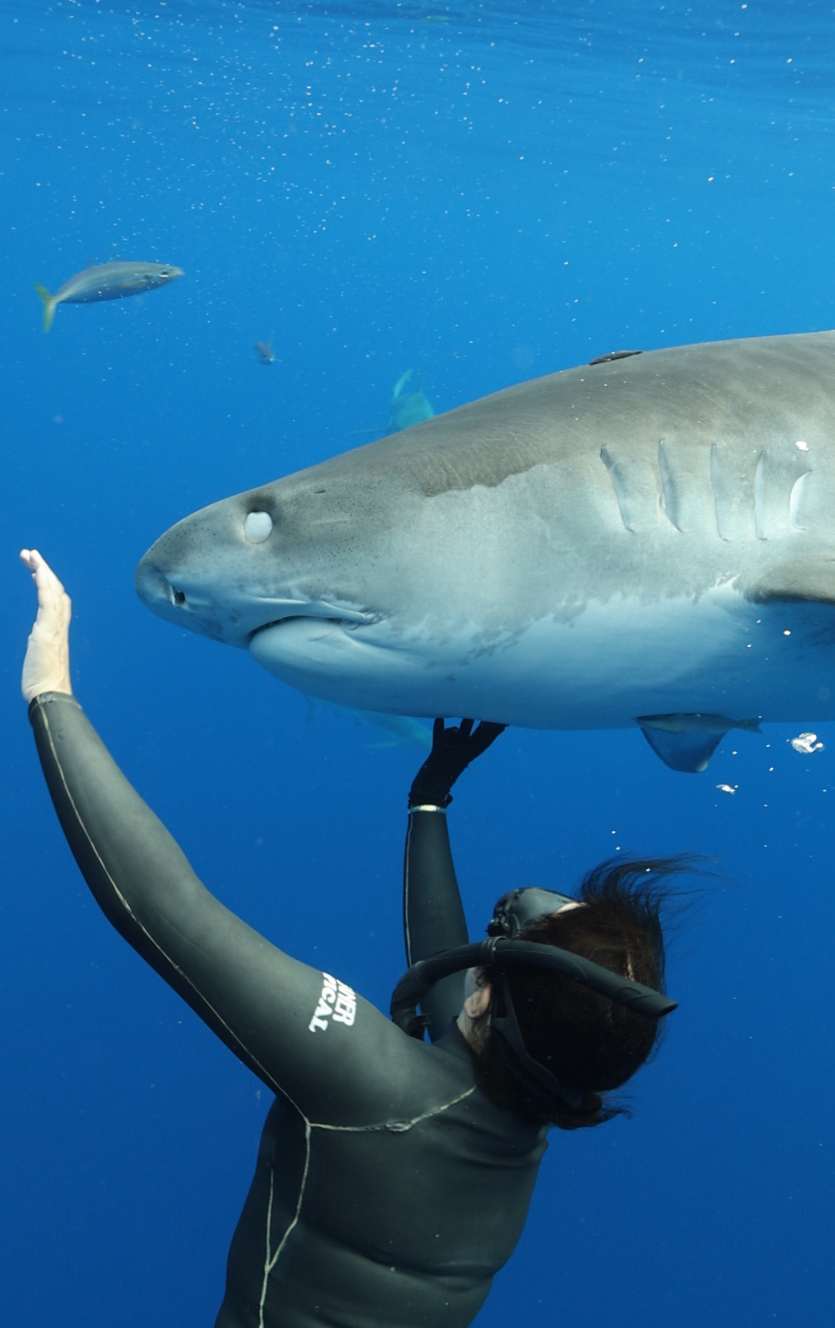 Person in diving gear reaching towards a large shark underwater, with smaller fish in the background.
