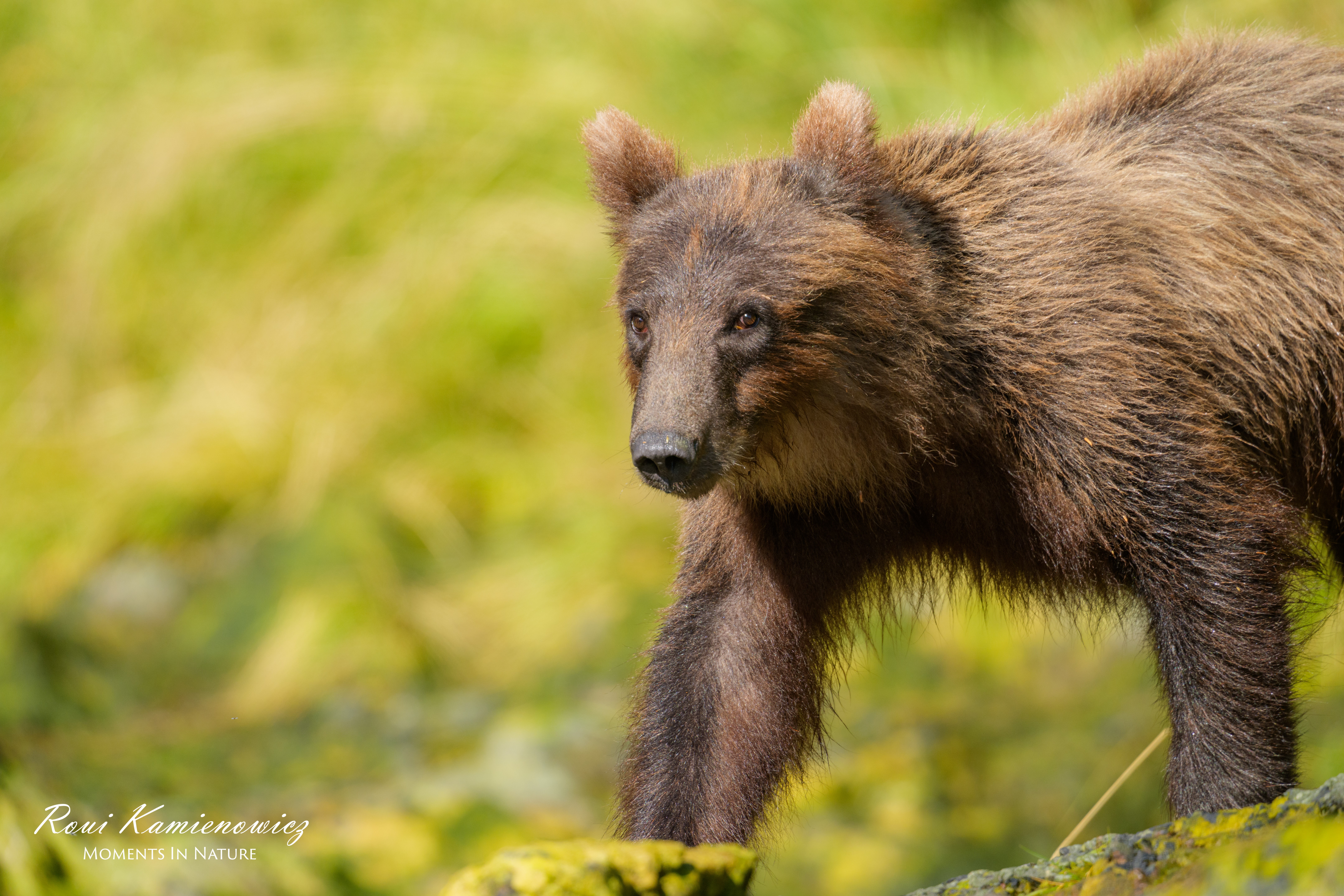 Young bear walking in green forest, looking towards the camera, with a blurred background.