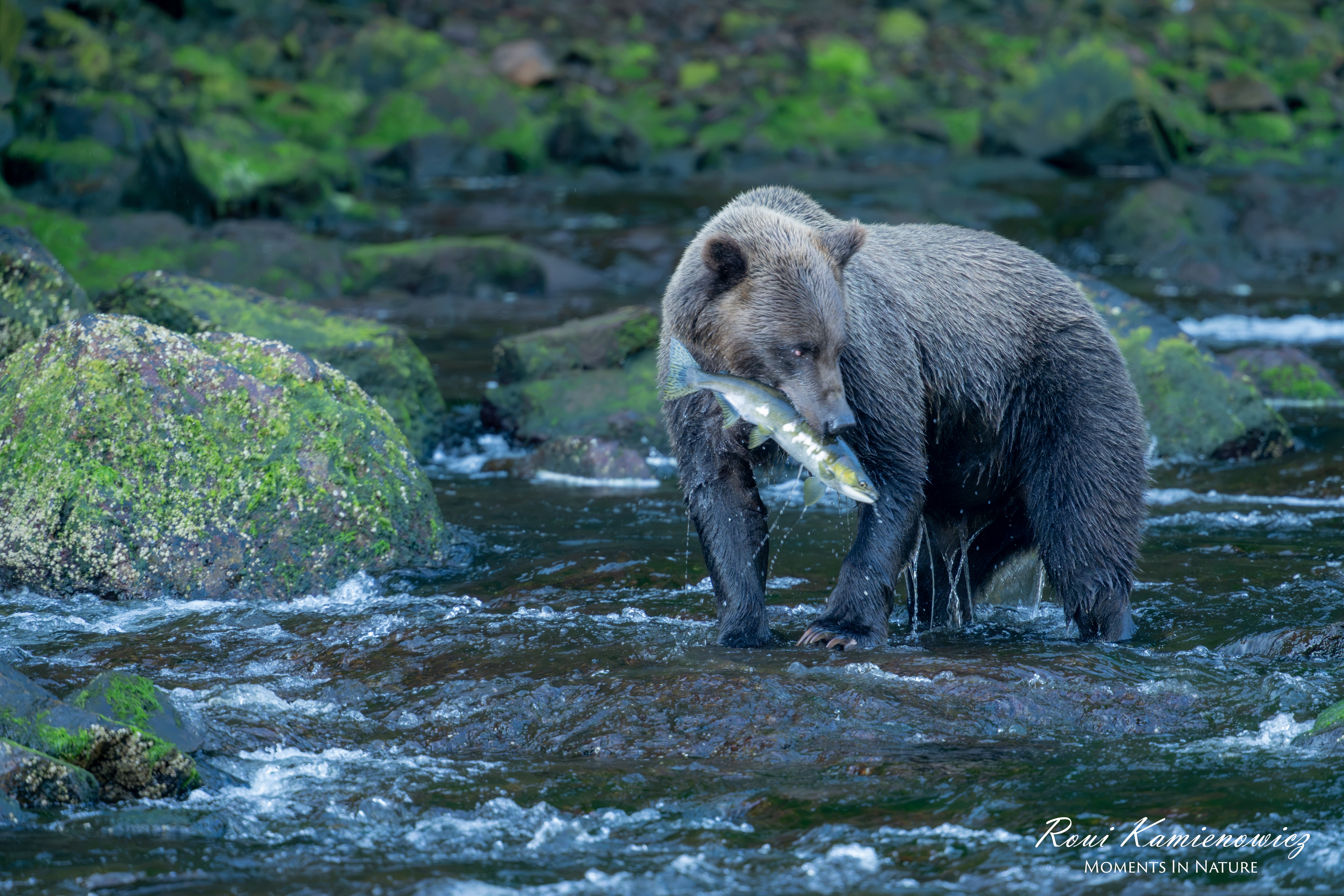 Bear standing in water holding a fish in its mouth, surrounded by rocks and greenery.