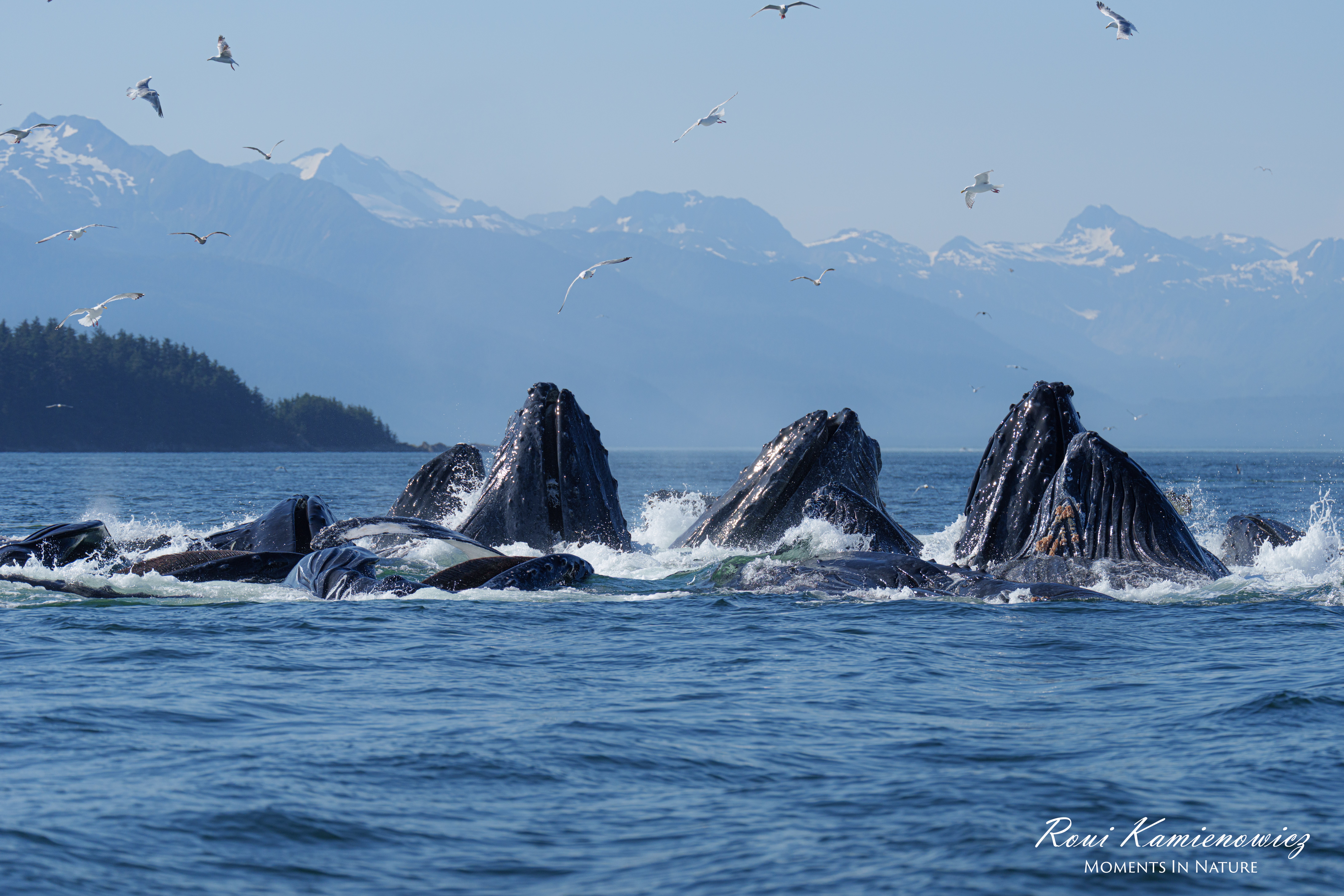 Humpback whales surfacing with mountains and birds in the background, water splashing around them.