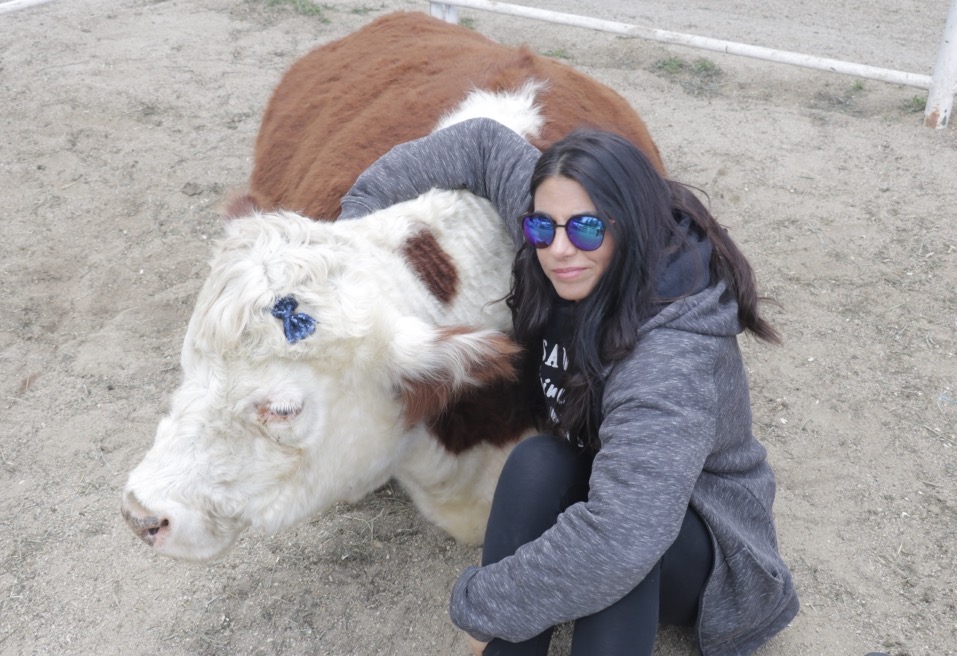 Person with dark hair and sunglasses crouches next to a large white and brown cow on dirt ground.