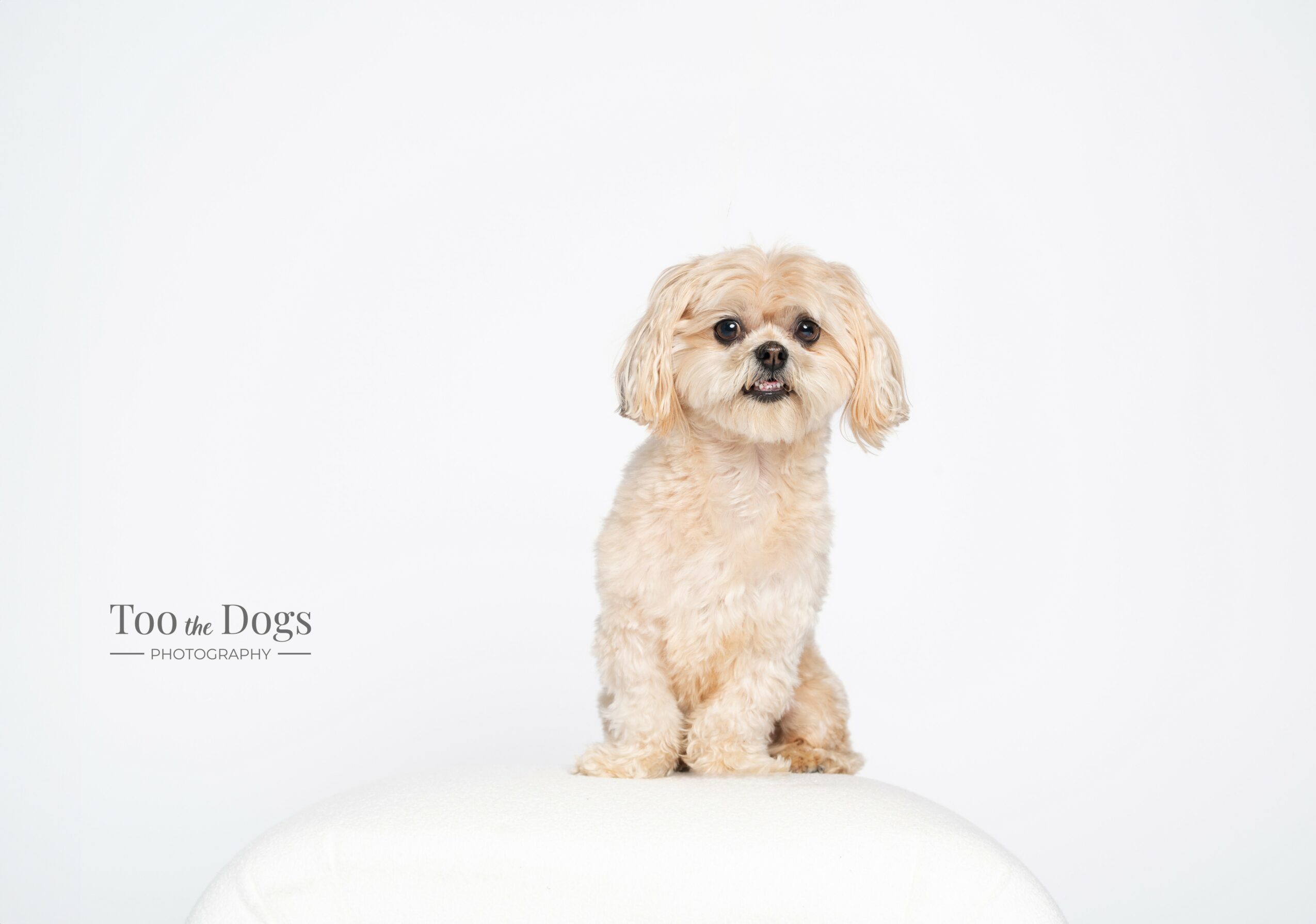 Small, fluffy dog sitting on a white surface against a plain white background, looking at the camera with a slight smile.