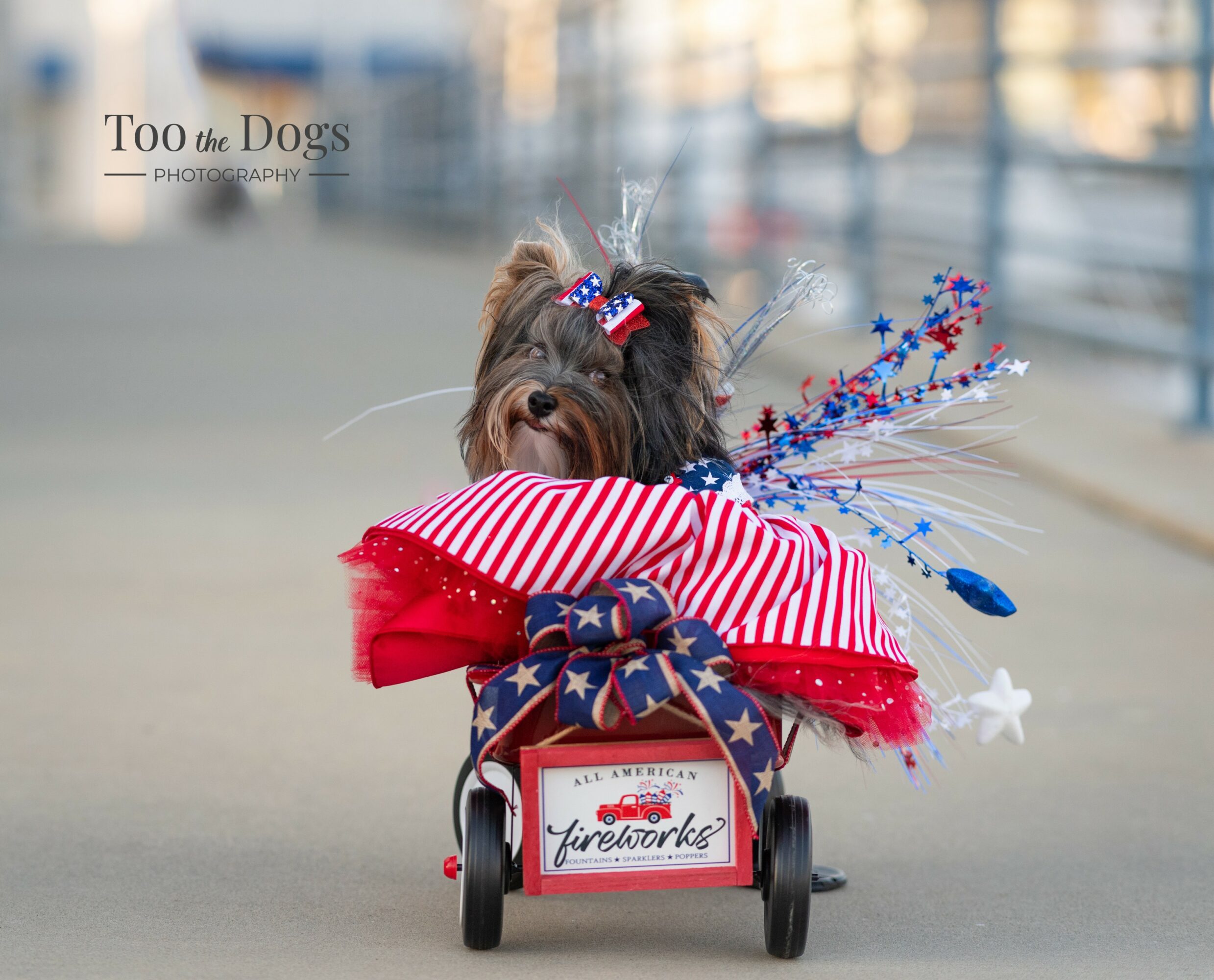 Dog in a decorated cart with red, white, and blue decorations, celebrating fireworks, on a paved outdoor path.