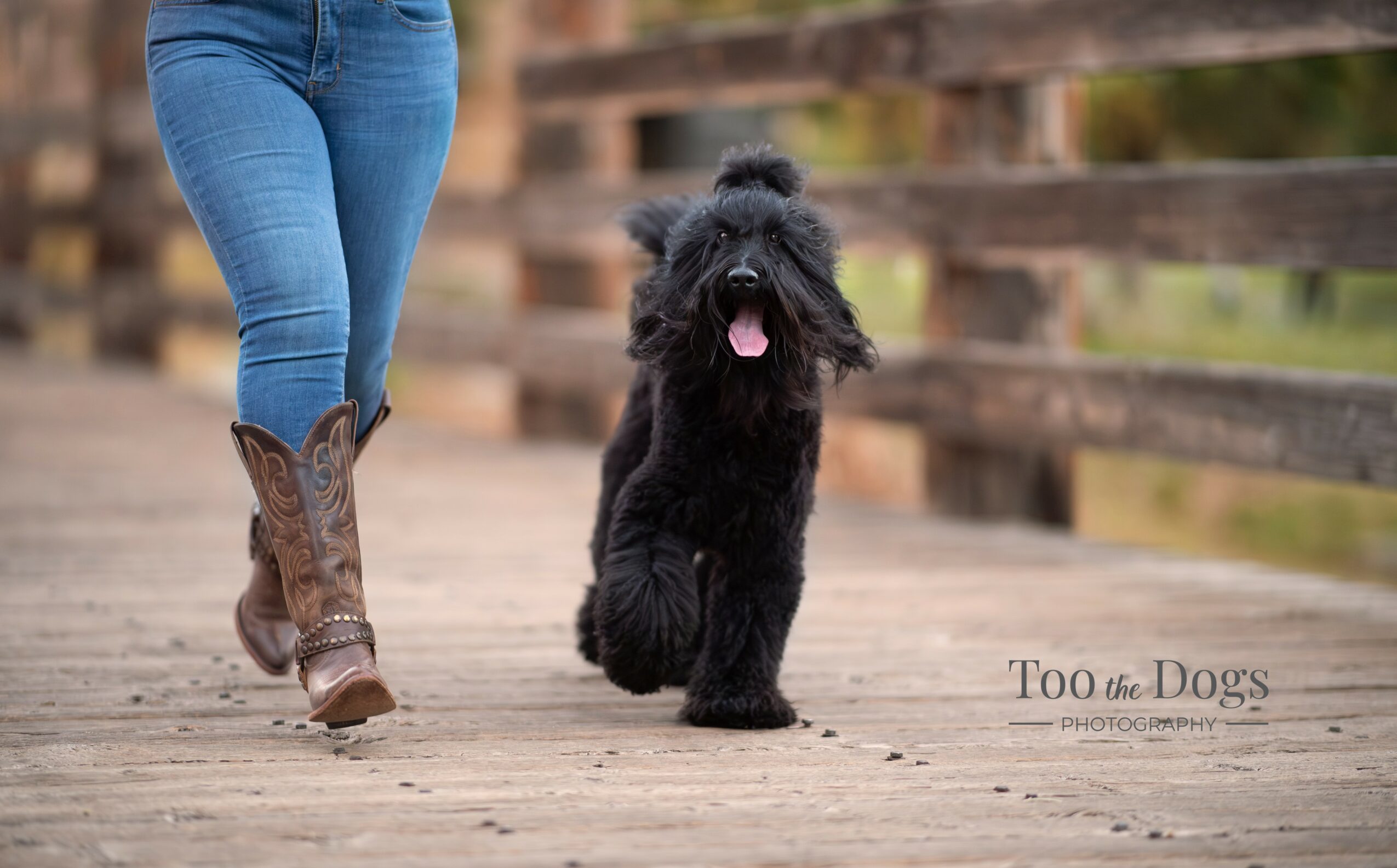 A black dog running on a wooden bridge with a person in jeans and cowboy boots nearby.