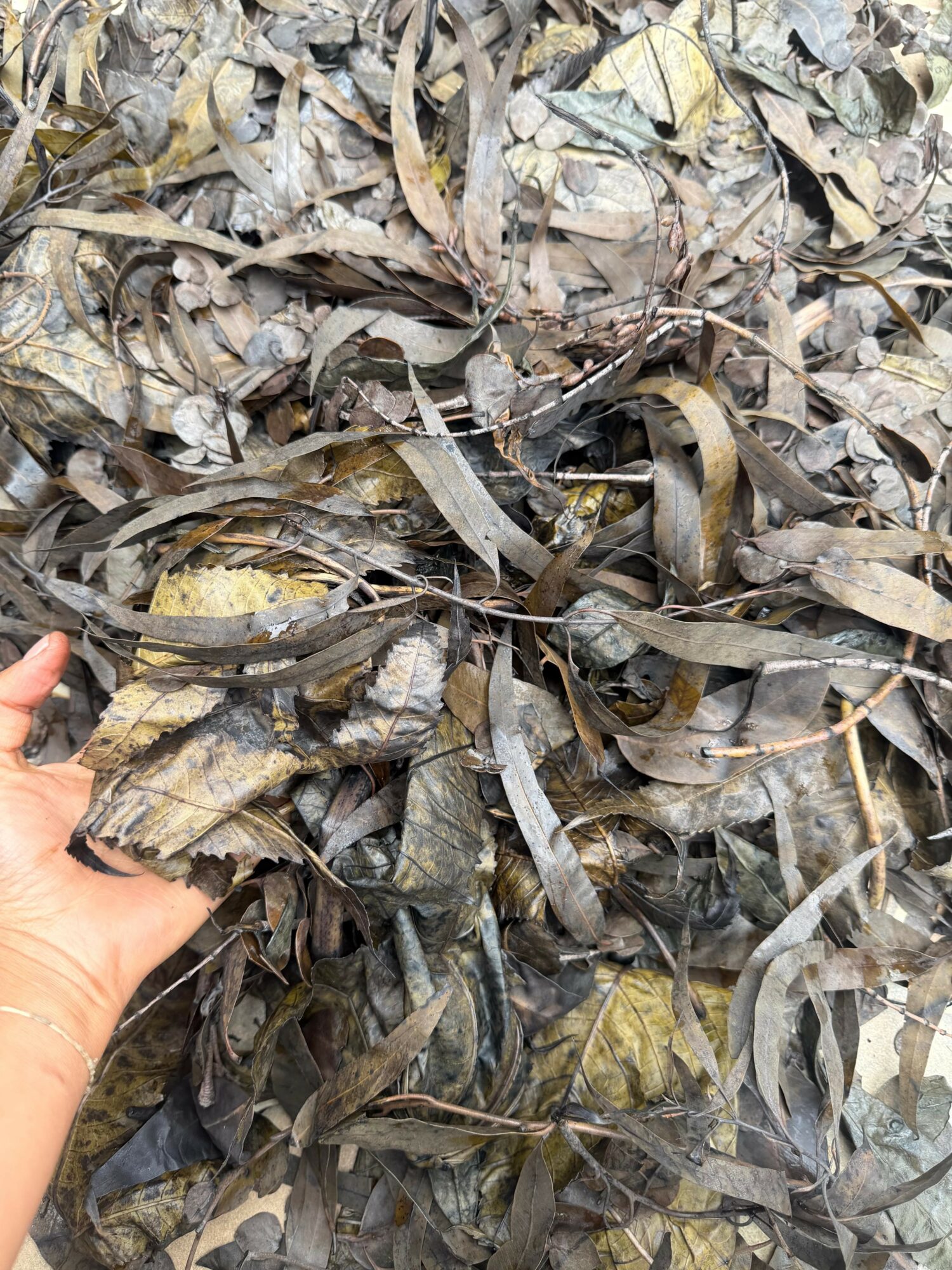 Close-up of dry, brown leaves and twigs on the ground with a hand visible on the left side.