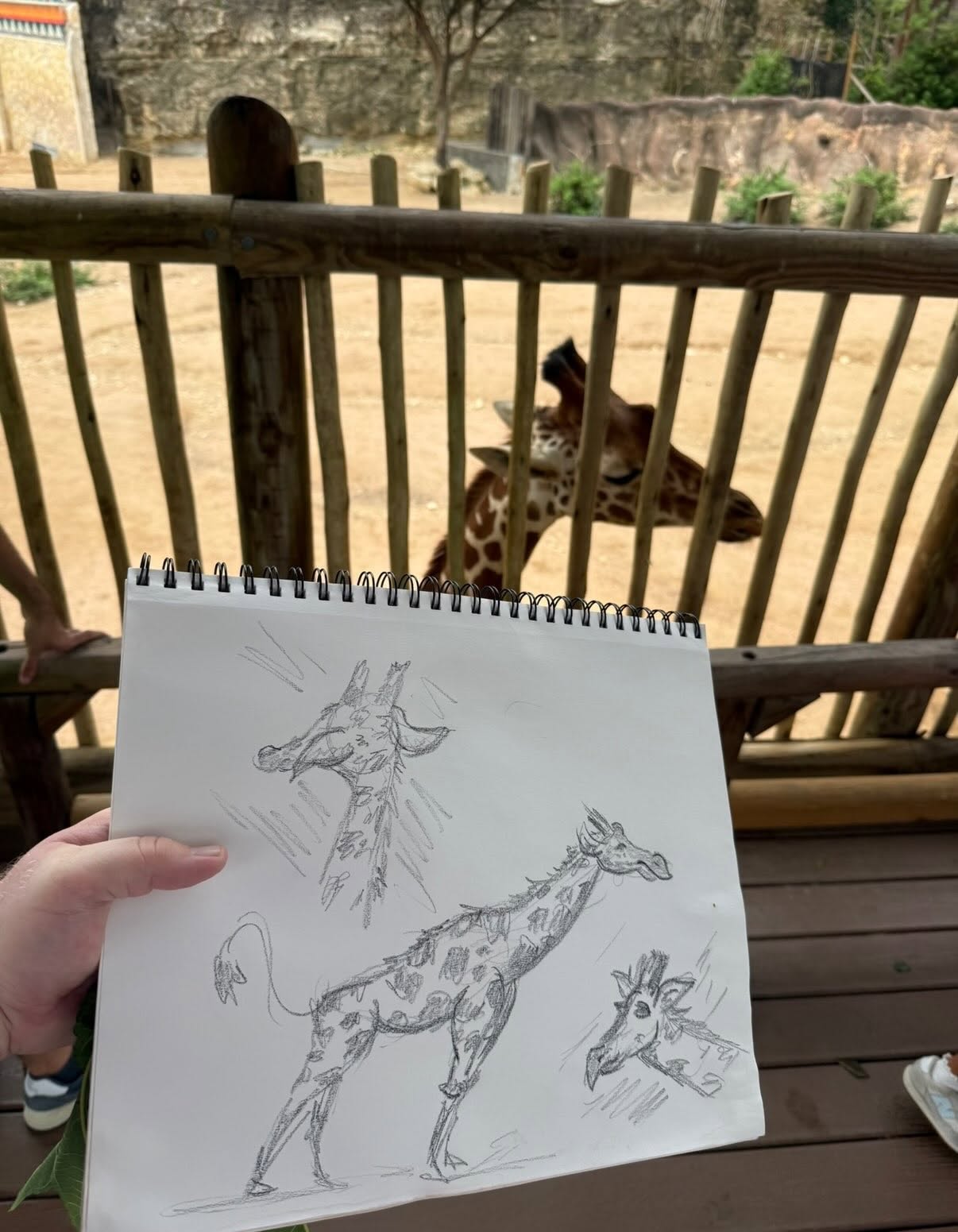 Person holding a sketchbook with four giraffe drawings in front of a zoo enclosure with giraffes inside.