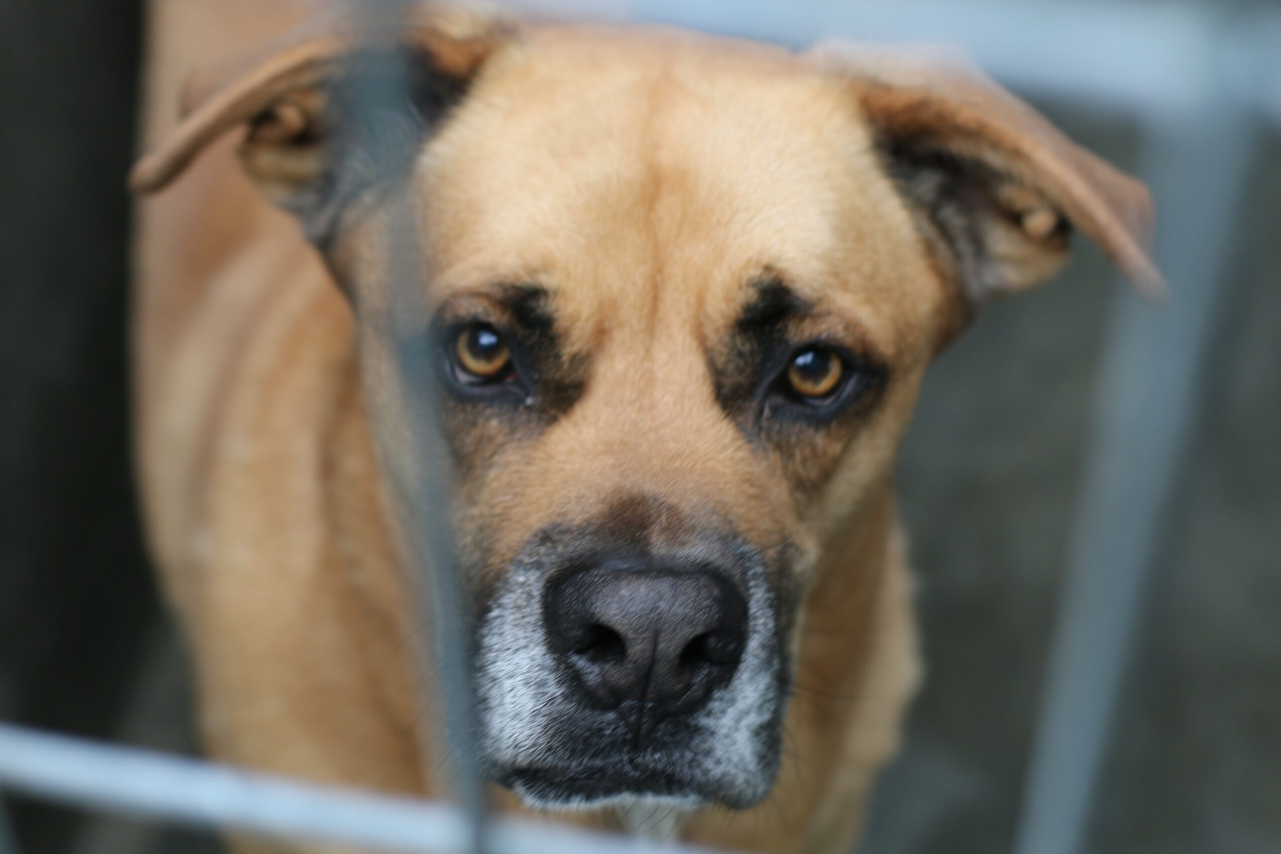 Close-up of a tan dog with dark eyes and a black nose, looking directly at the camera.