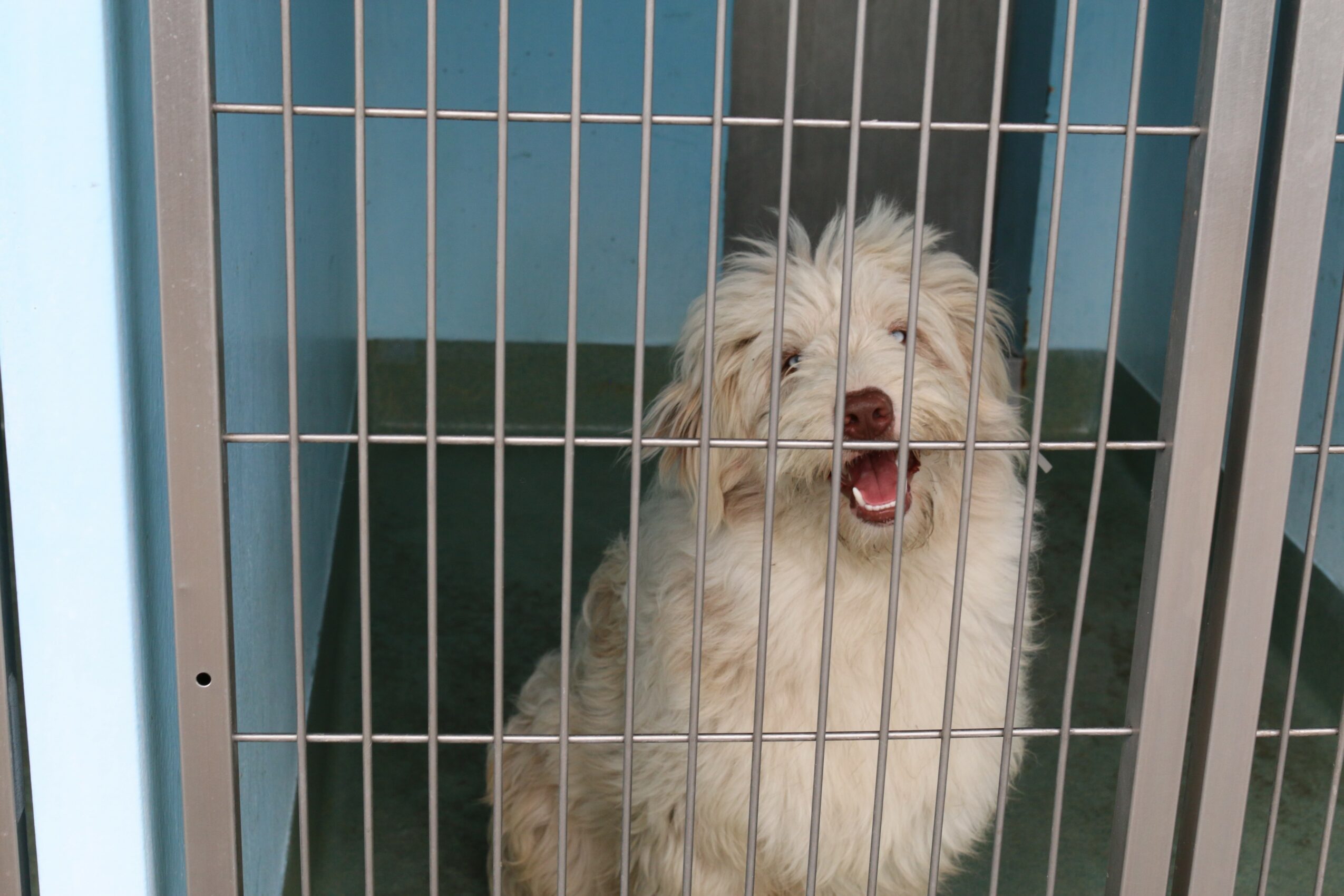 A fluffy dog with light-colored fur behind bars, mouth open, inside a cage or kennel.