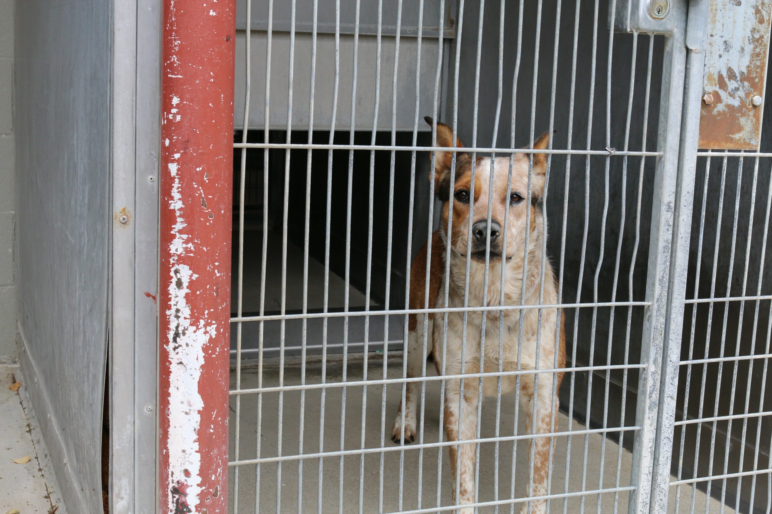 Dog inside a cage, looking out through metal bars, with a red and white vertical pole nearby.
