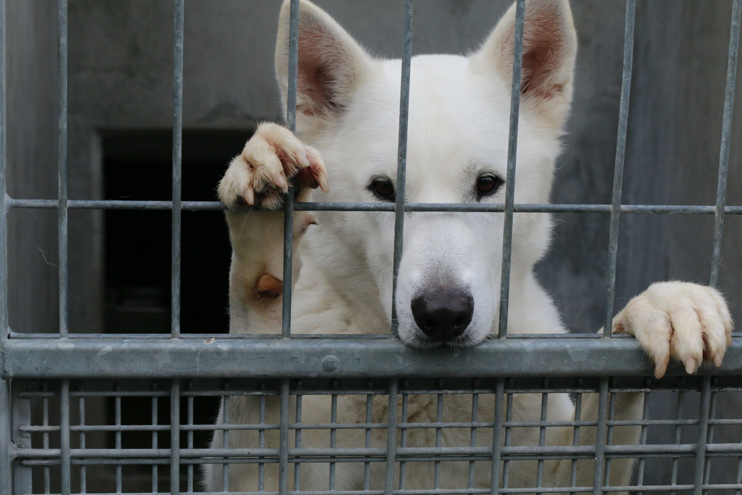 White dog with dark eyes and nose behind metal bars, peering through the cage, with paws on the bars.