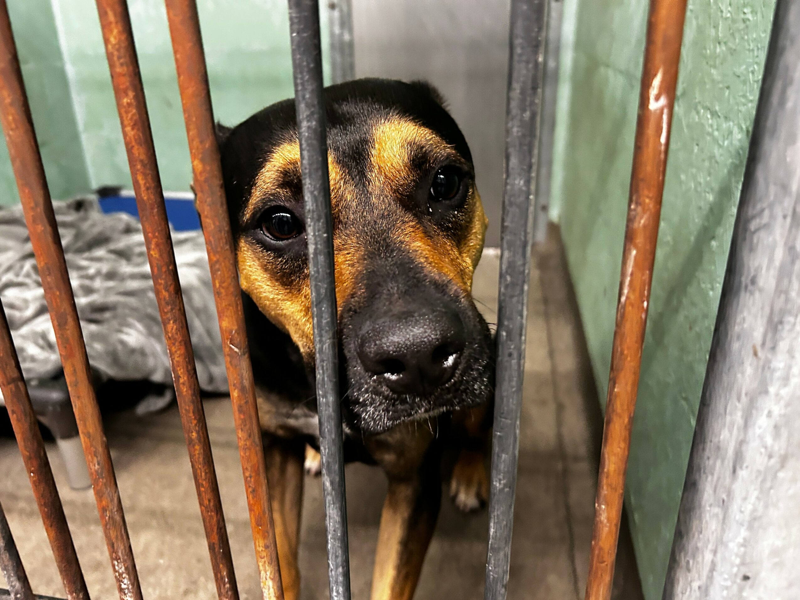 Dog behind bars looking through the cage, with a green wall and metal bars visible.