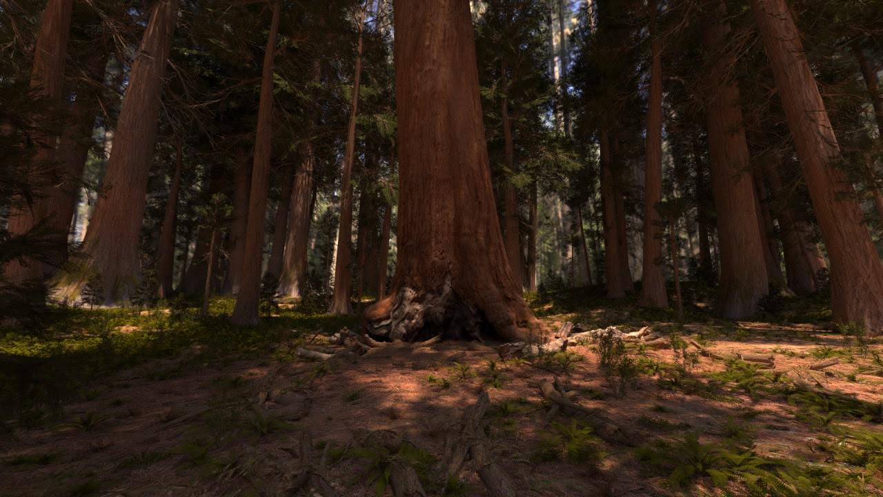 Tall trees in a forest with sunlight filtering through the canopy, ground covered with dirt and small plants.