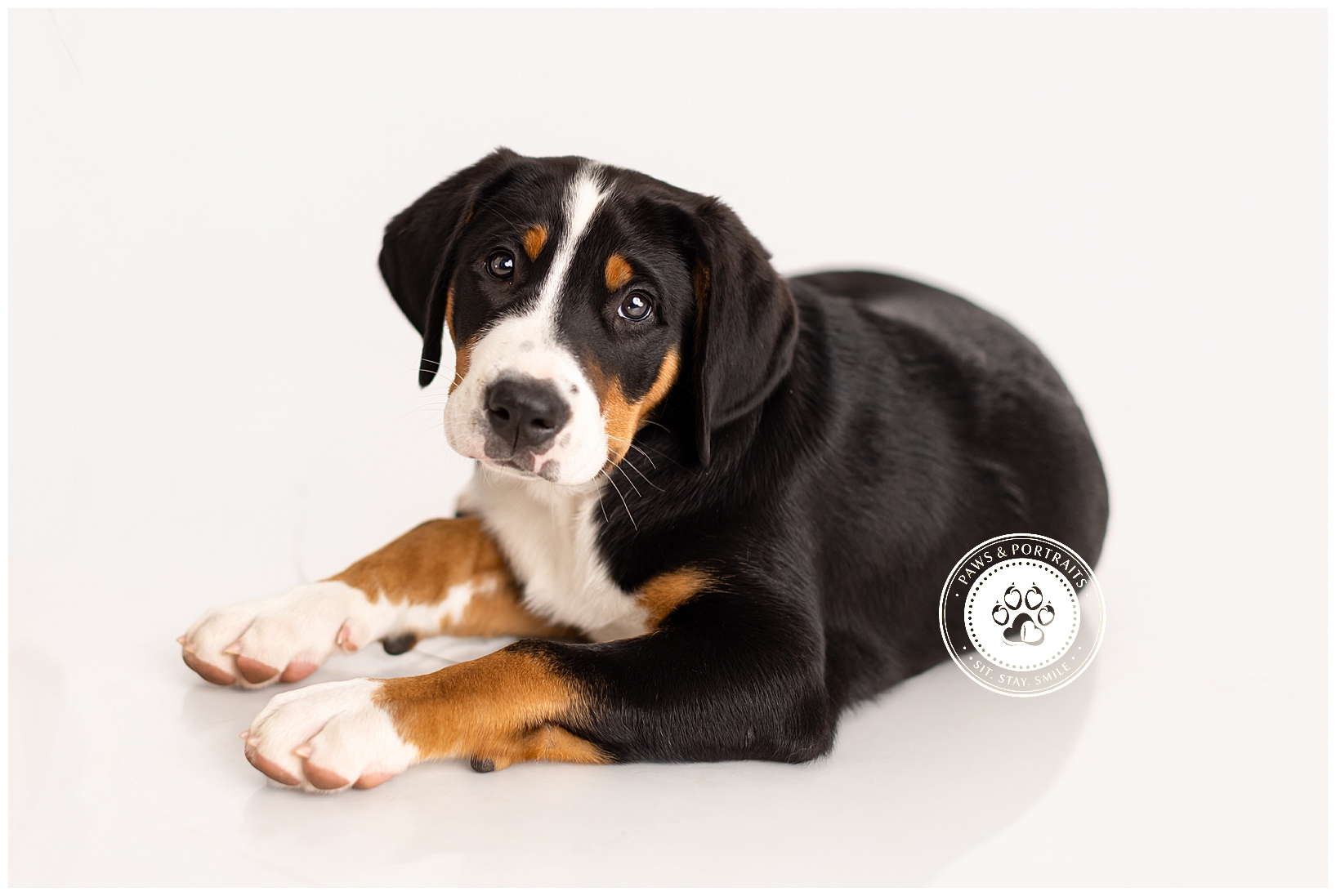 Young dog lying down, looking at camera, with black, white, and brown fur, on a white background.
