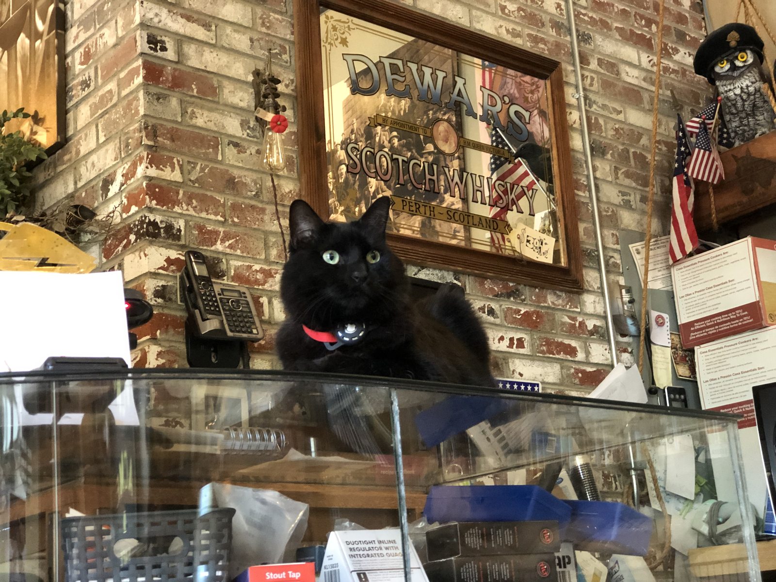 Black cat with green eyes sitting on a glass display case in a brick-walled room, with a framed Scottish heritage poster behind.