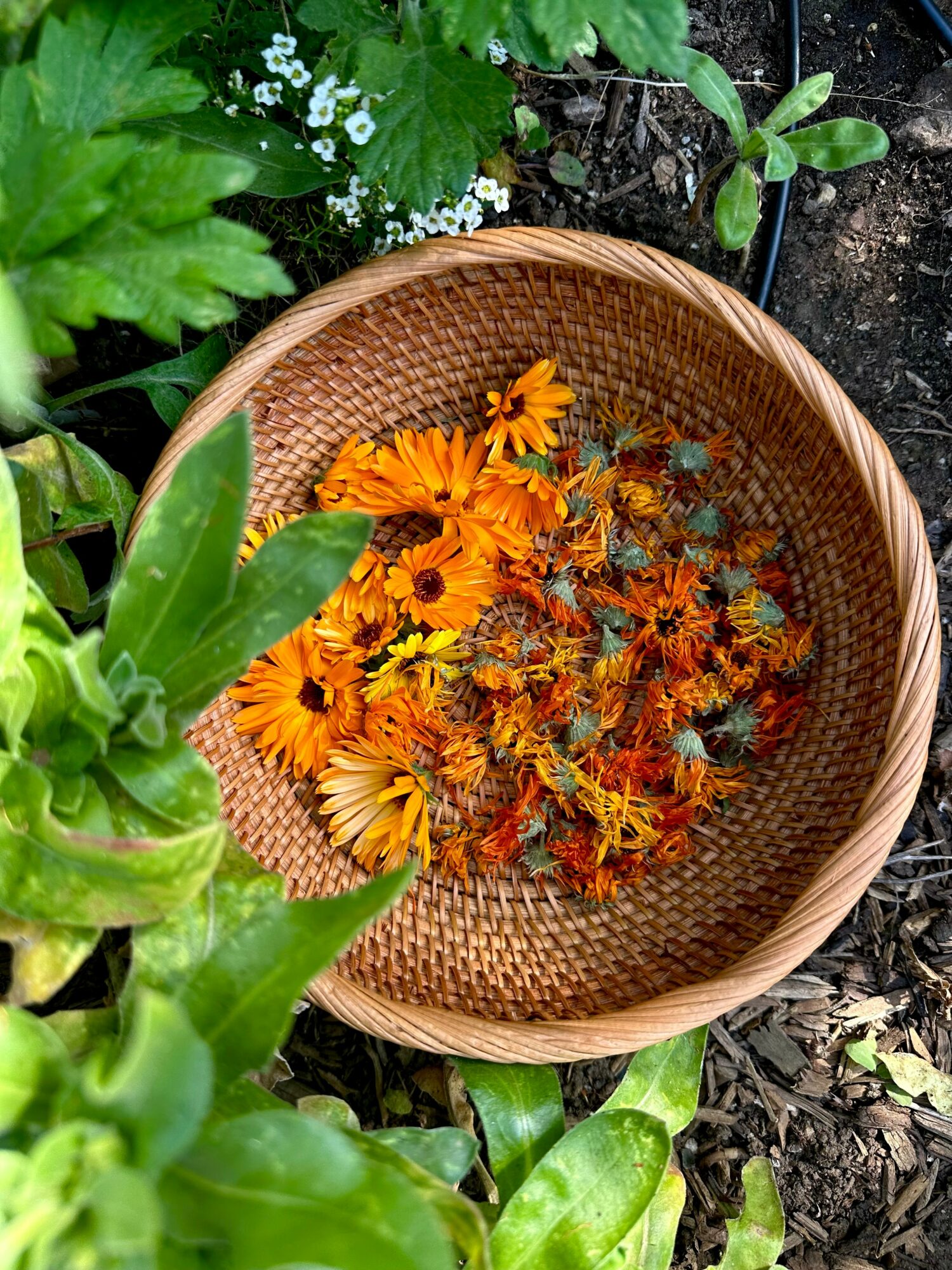 Basket filled with orange and yellow flowers, surrounded by green plants and soil.