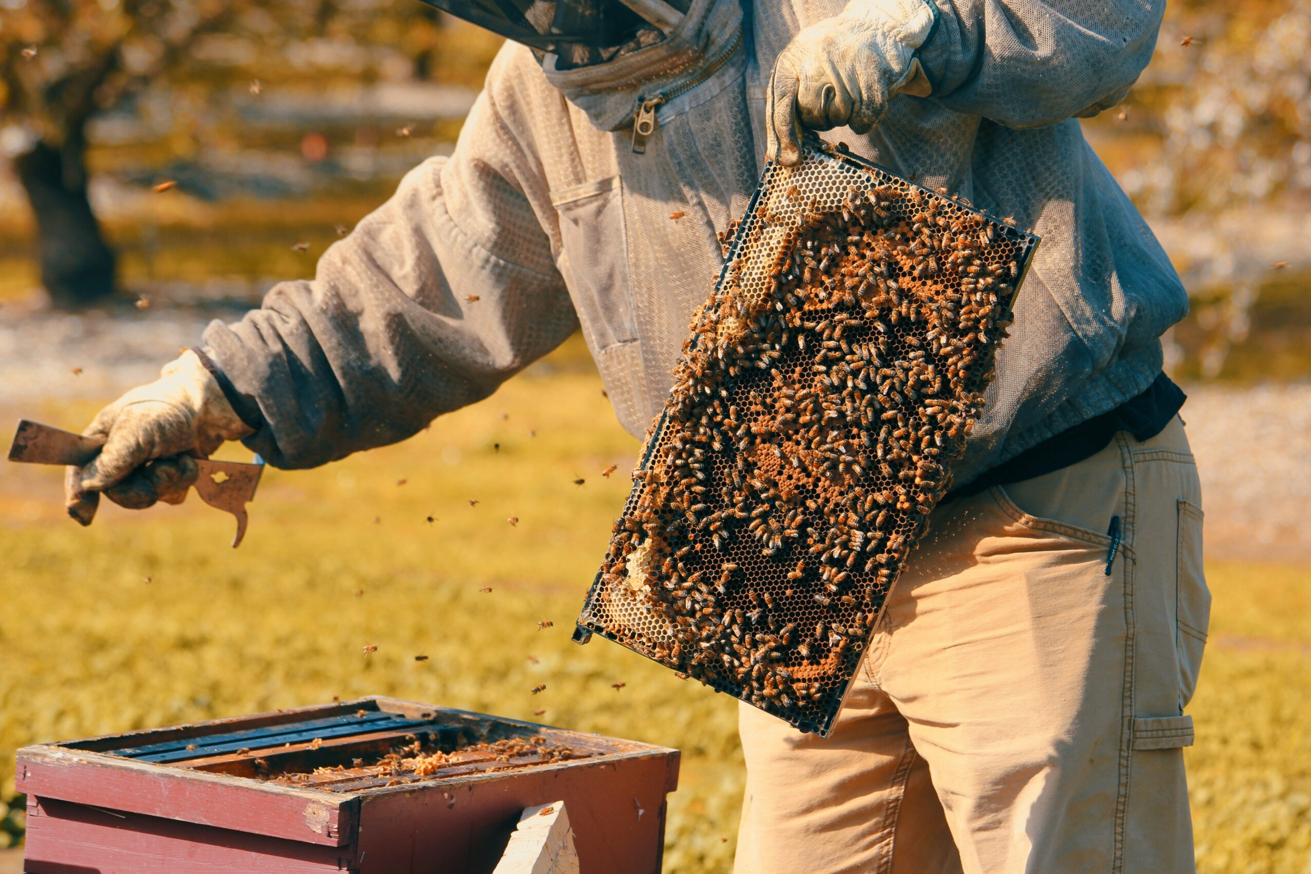 Person holding a honeycomb frame with bees, wearing protective clothing, outdoors in a field.