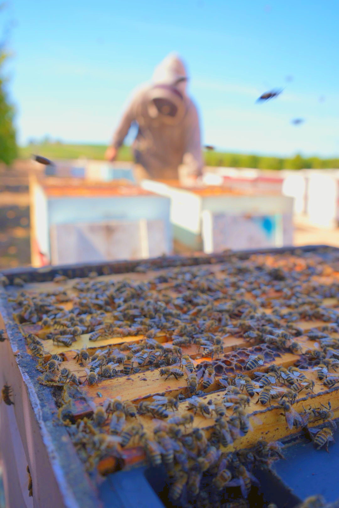 Close-up of a beehive with bees on honeycomb frames, outdoors with a person in protective clothing in the background.