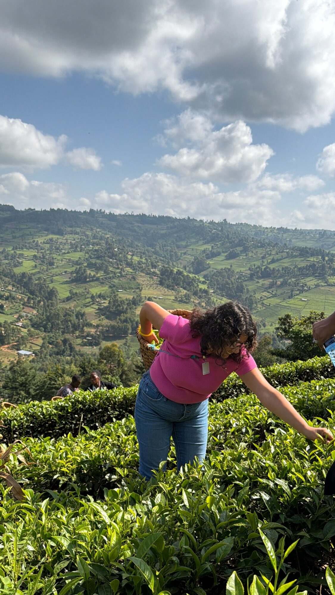 Person picking tea leaves in a lush green tea plantation with hills and cloudy sky in background.