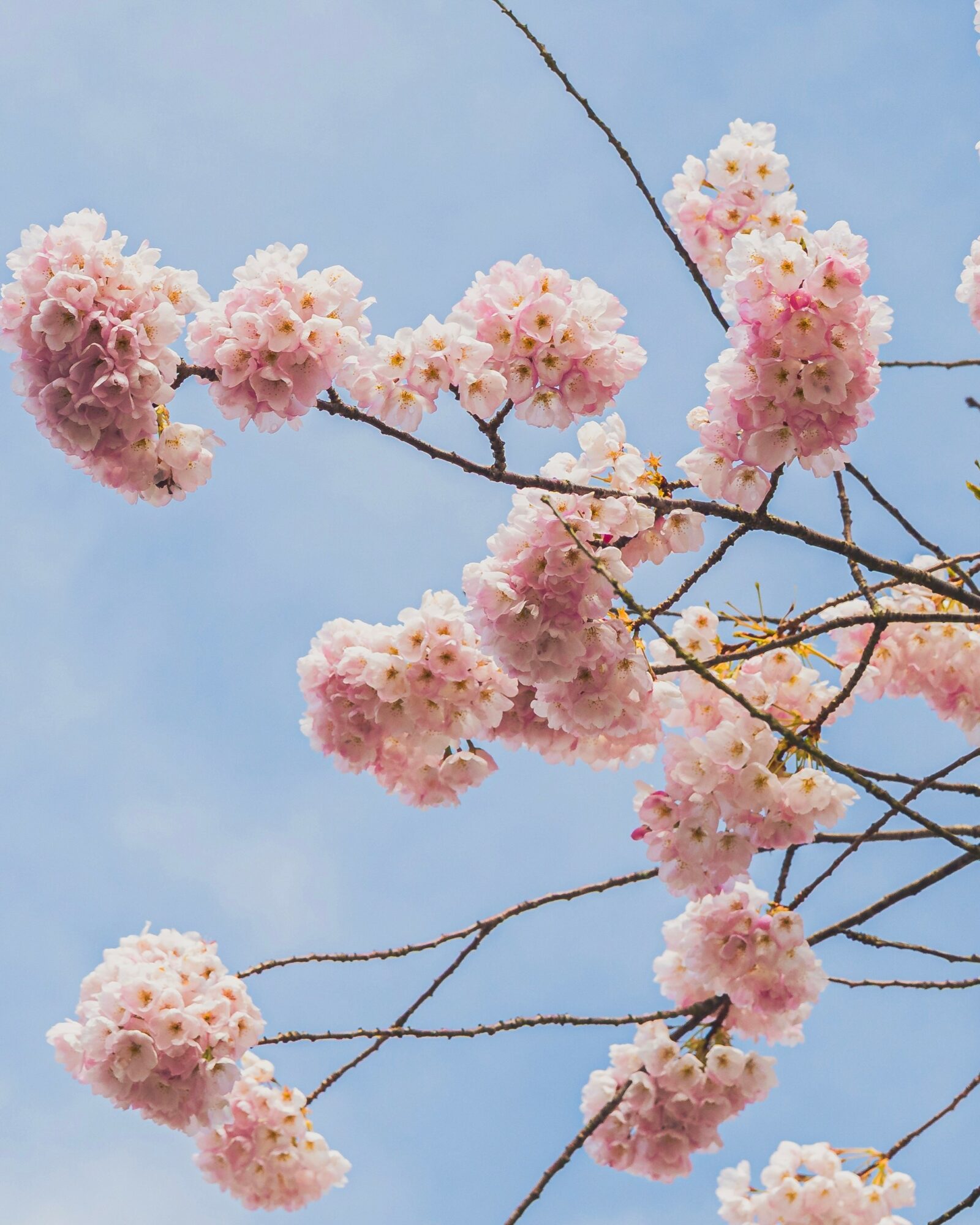 Pink cherry blossoms on branches against a blue sky background.