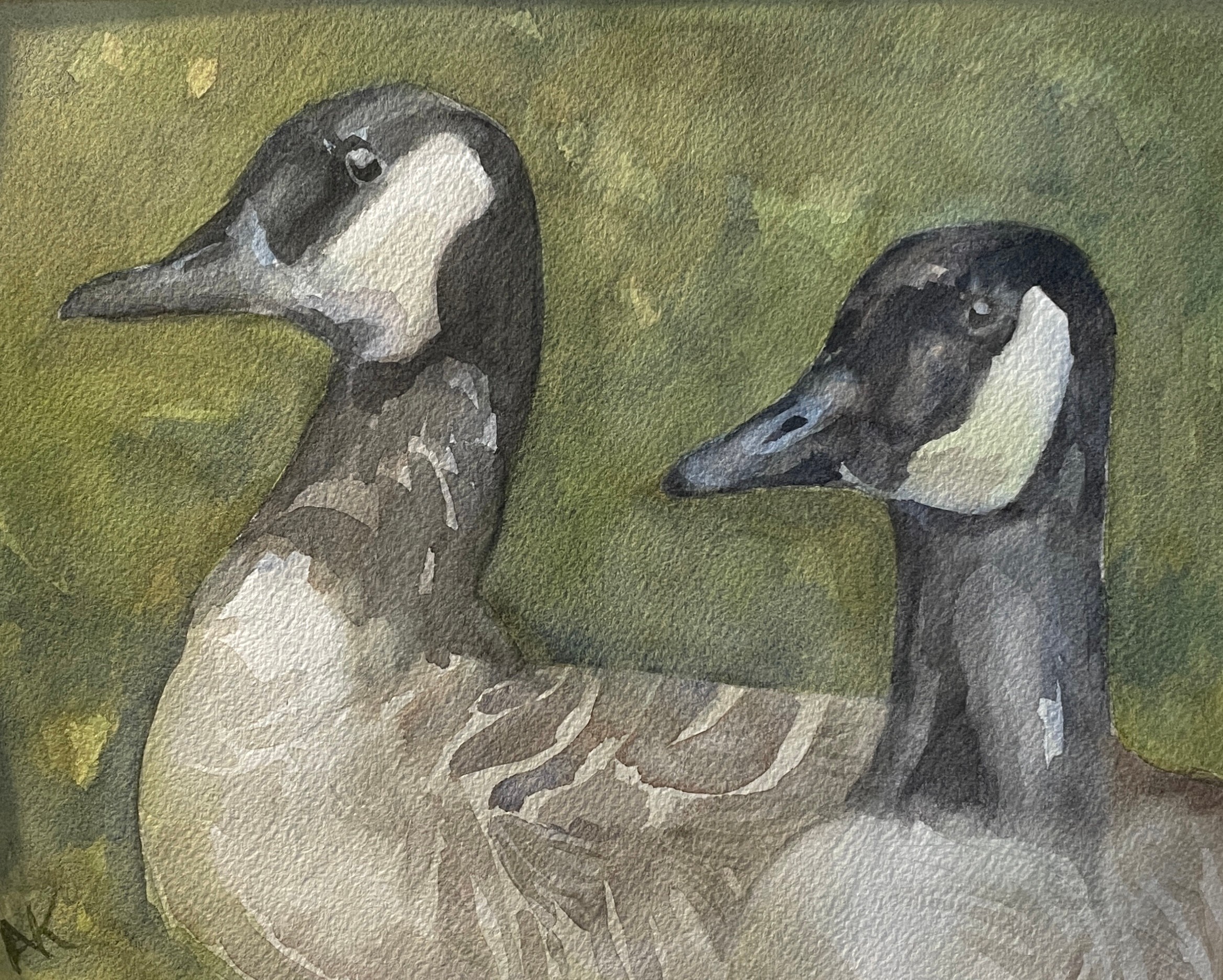 Two ducks with black and white heads and brown bodies, facing right, on a green background.