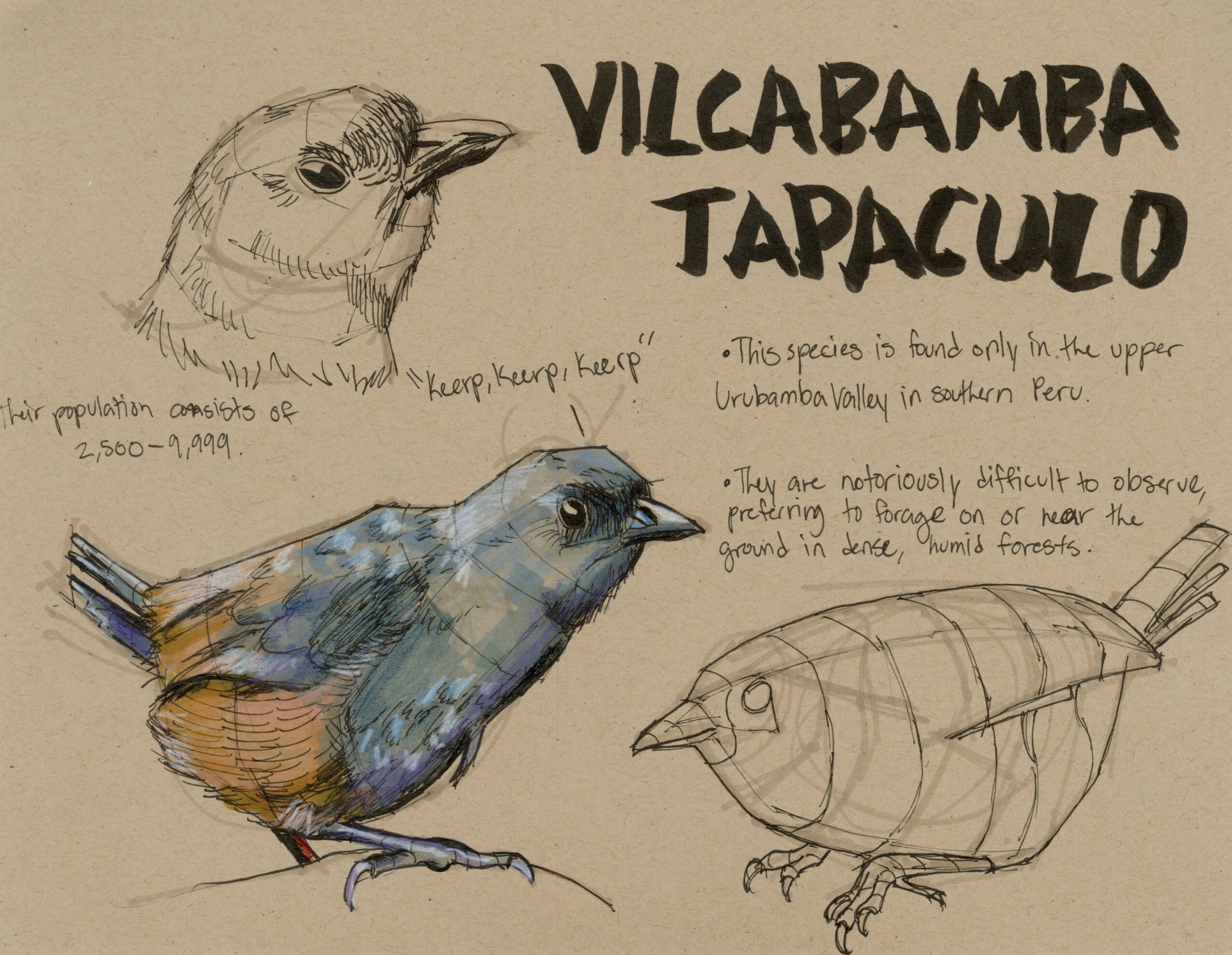 Sketch of a bird with colorful feathers, a detailed head drawing, and a fish sketch, with handwritten notes about the species.
