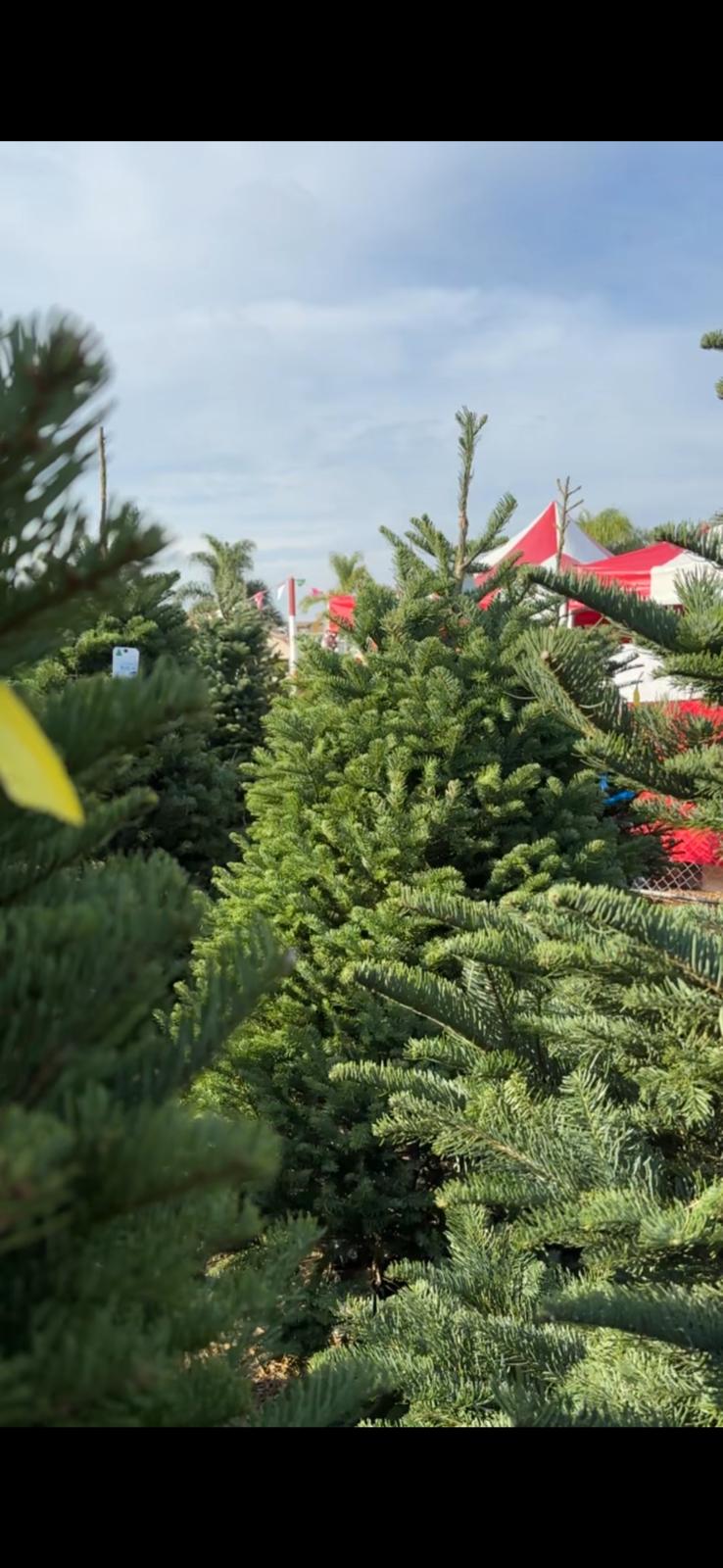 Various green pine trees outdoors with a cloudy sky and a red and white structure in the background.