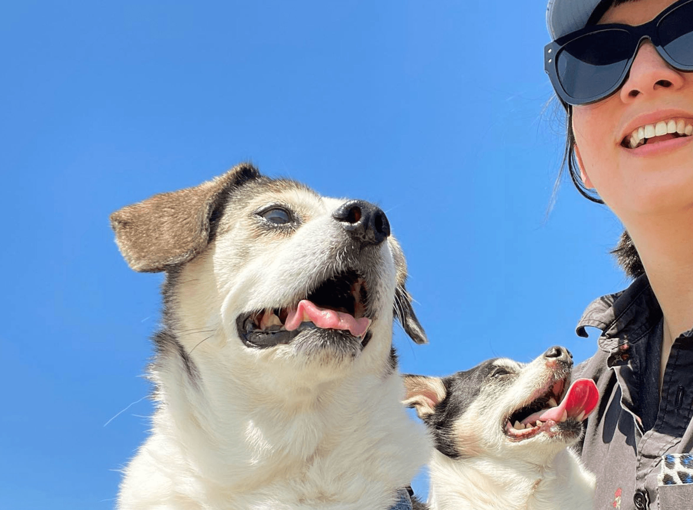 Two dogs and a person outdoors against a blue sky, smiling and enjoying the day.