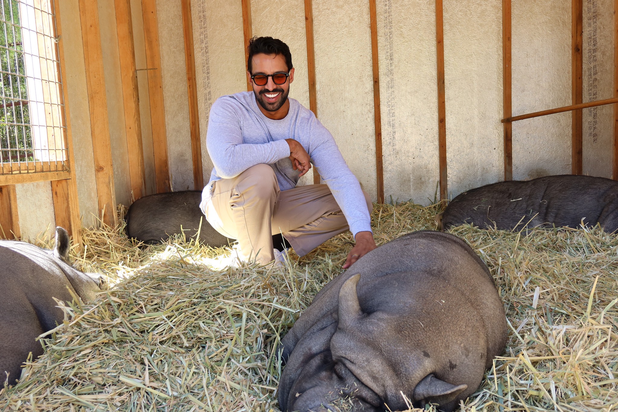 Man crouching inside a barn with pigs lying on straw, smiling and wearing glasses and a light blue shirt.