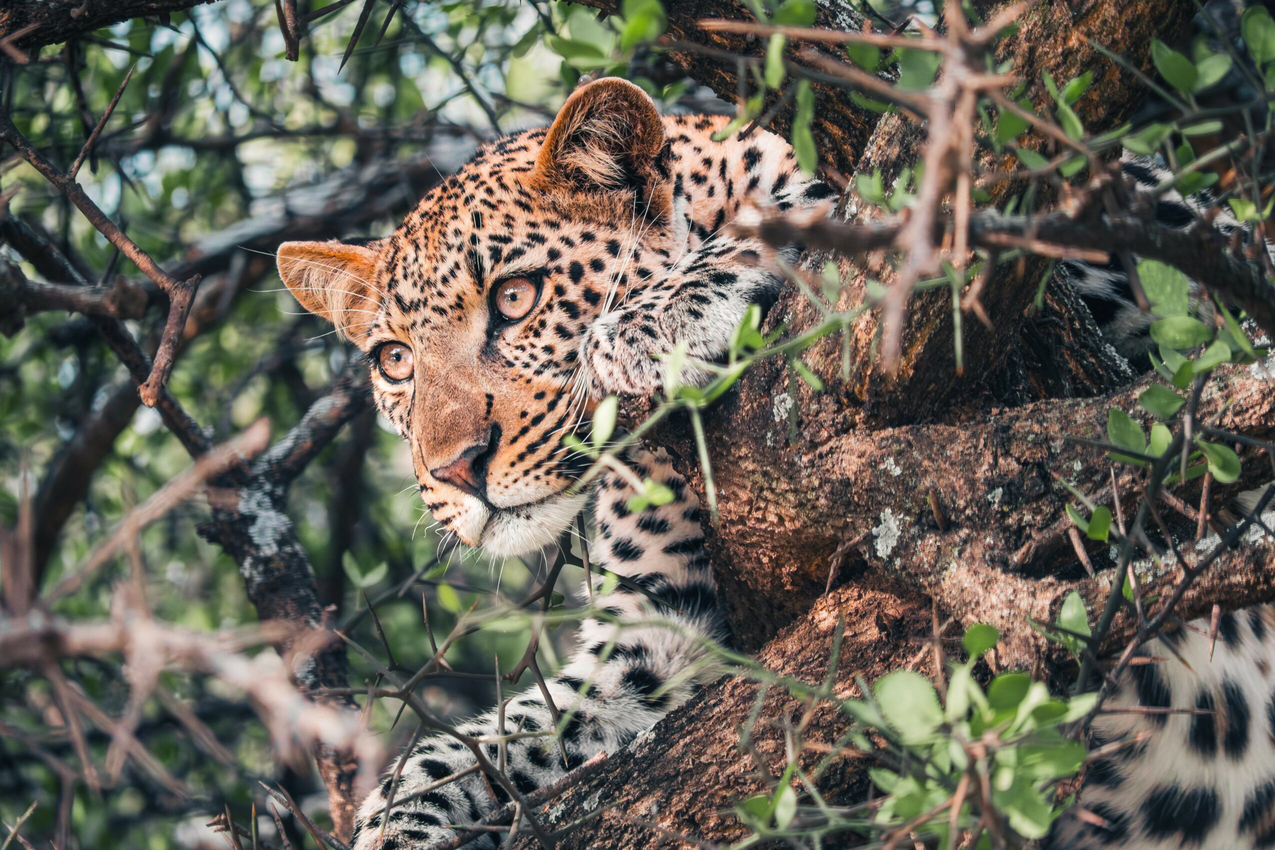 Leopard resting on a tree branch surrounded by green leaves and branches.