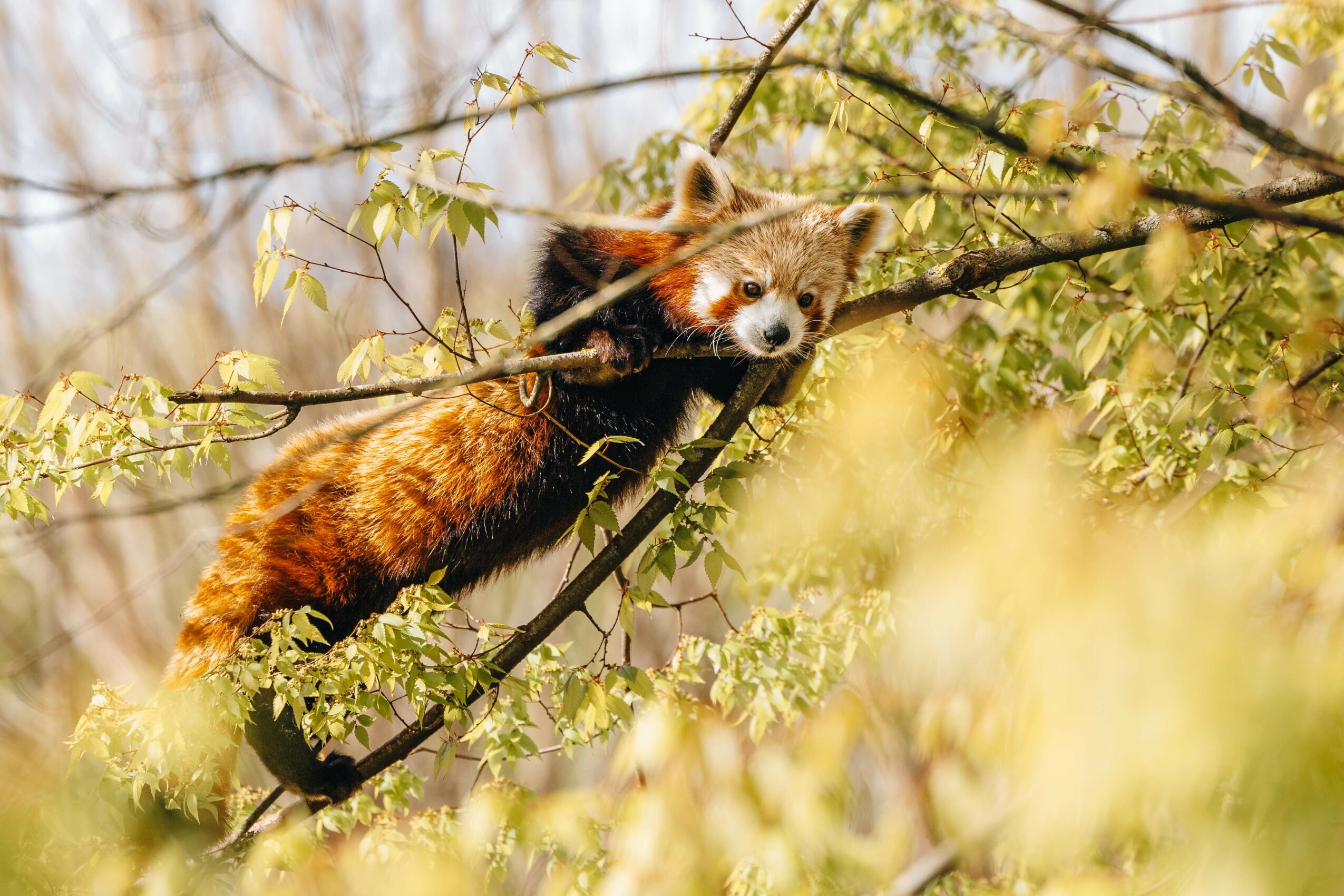 Red fox hanging from a tree branch among green leaves, looking at the camera with a curious expression.
