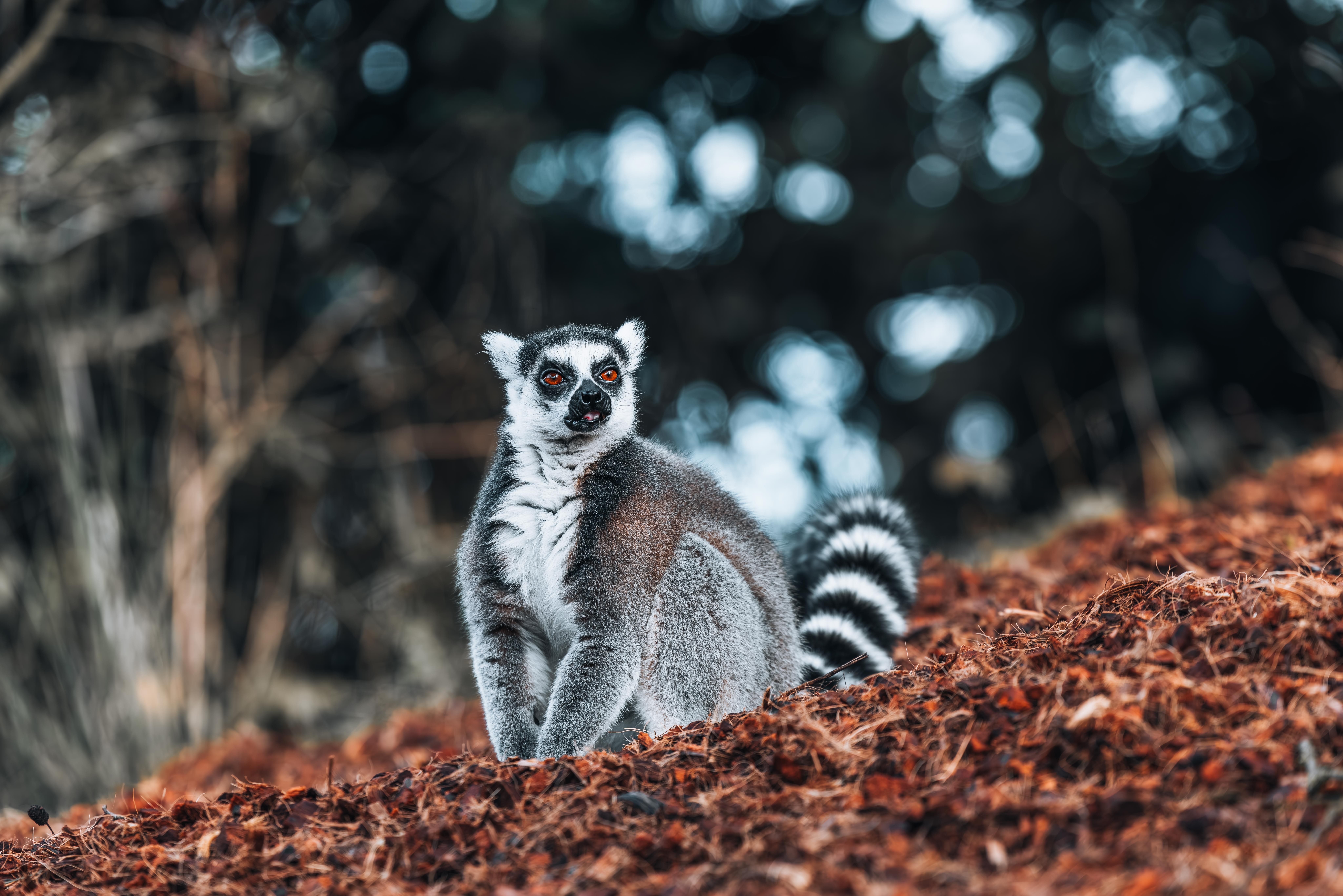 A ring-tailed lemur sitting on reddish ground with a blurred forest background.