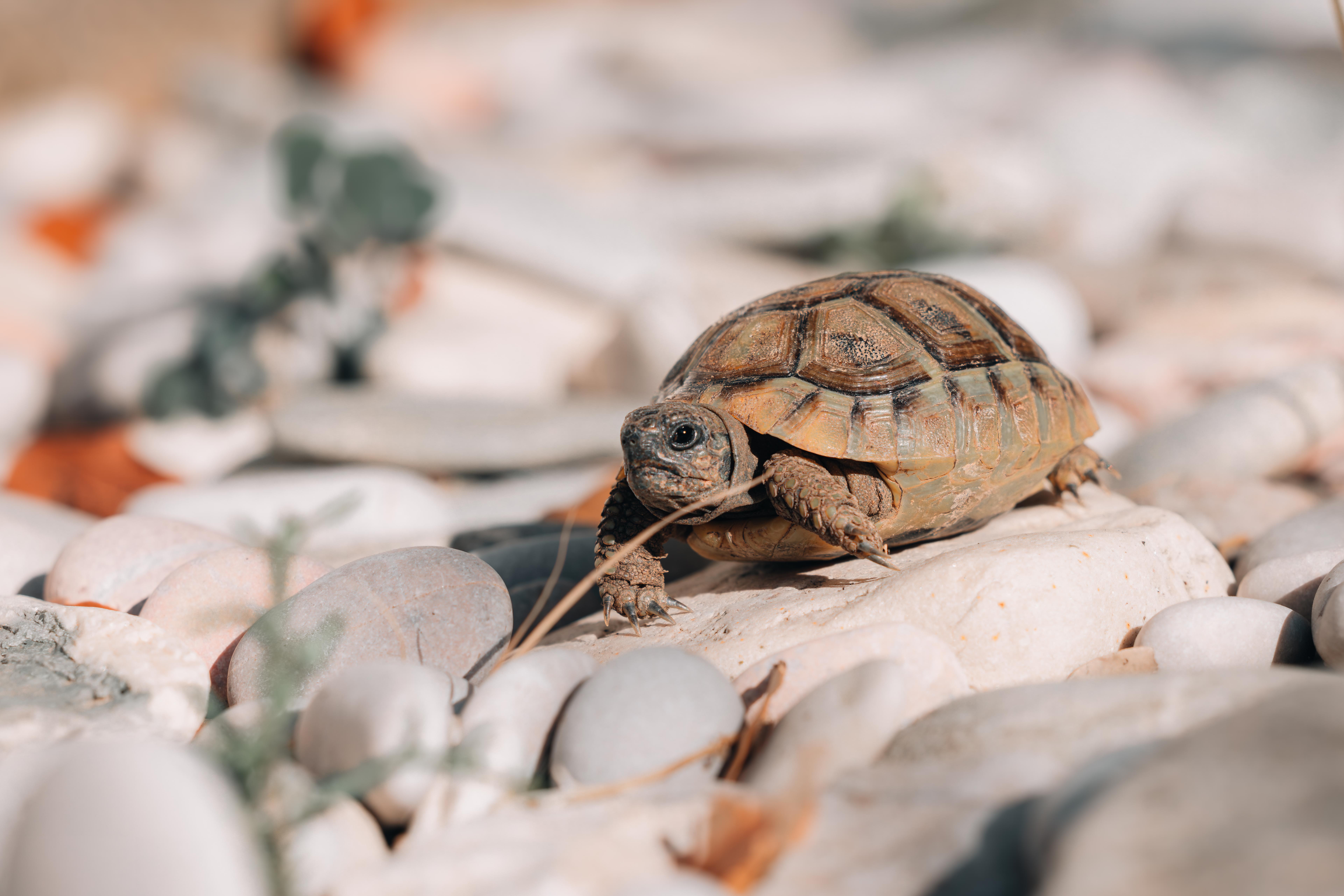 A turtle on a rocky surface with small stones and pebbles, sunlight illuminating its shell and head.
