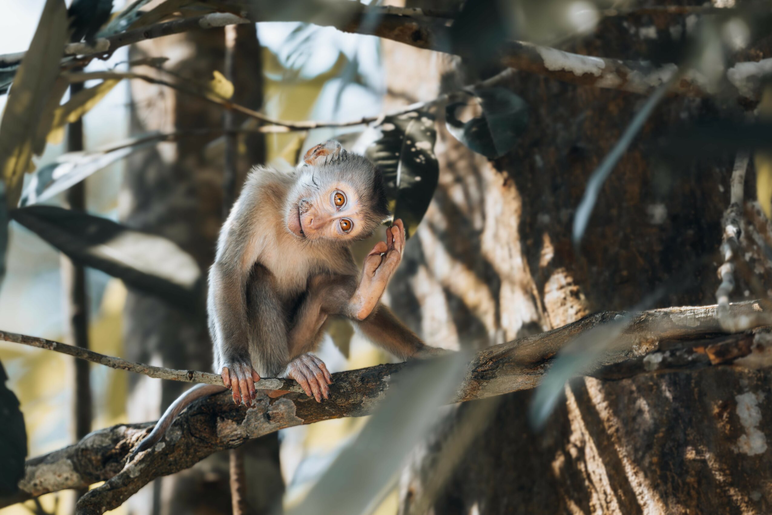 Young monkey sitting on a branch, holding its head with one hand, surrounded by tree branches and leaves.
