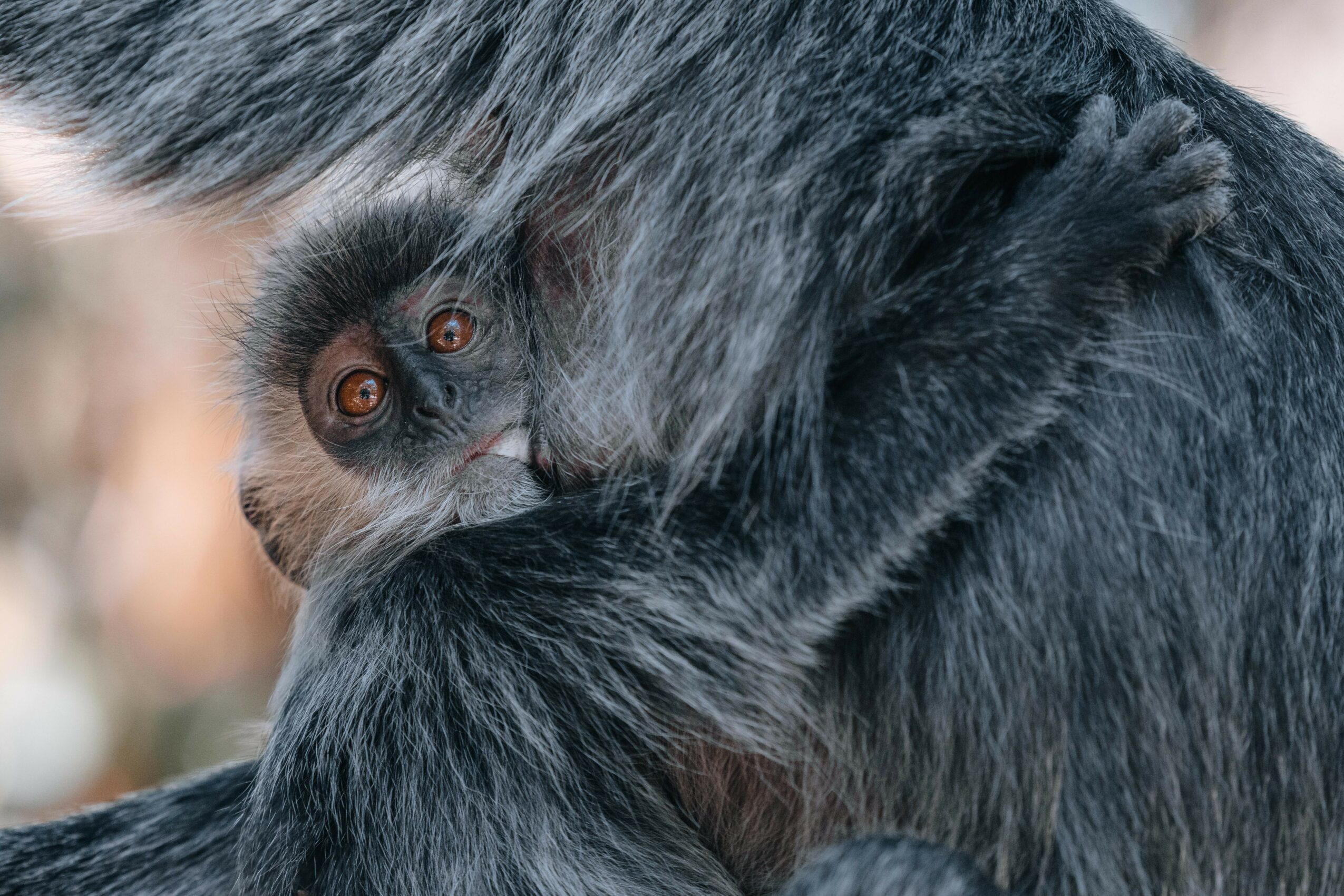 A young monkey clings to an adult's fur, looking directly at the camera with wide eyes.