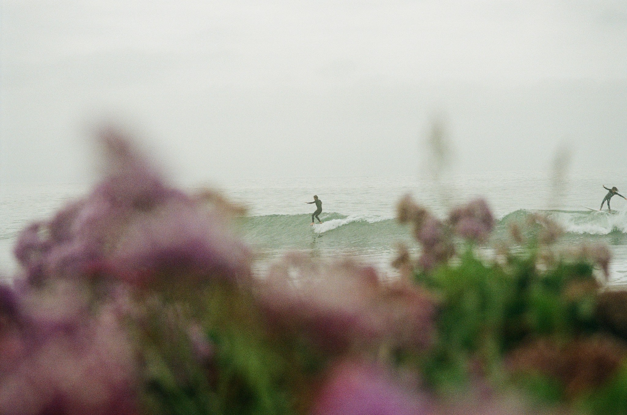 Two surfers riding waves in the ocean with pink flowers in the foreground, blurry background, and overcast sky.