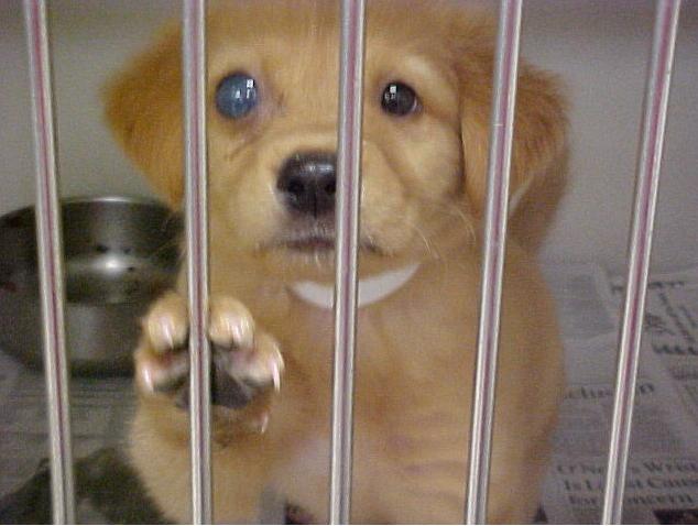 A puppy behind metal bars reaches out with paw, with a bowl and newspaper in the background.