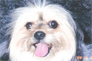 Close-up of a small dog with light-colored fur, dark eyes, and tongue sticking out.