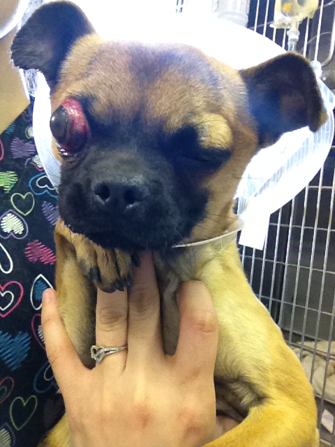 Small dog with one eye swollen and red, being held by a person's hand, in front of a cage.