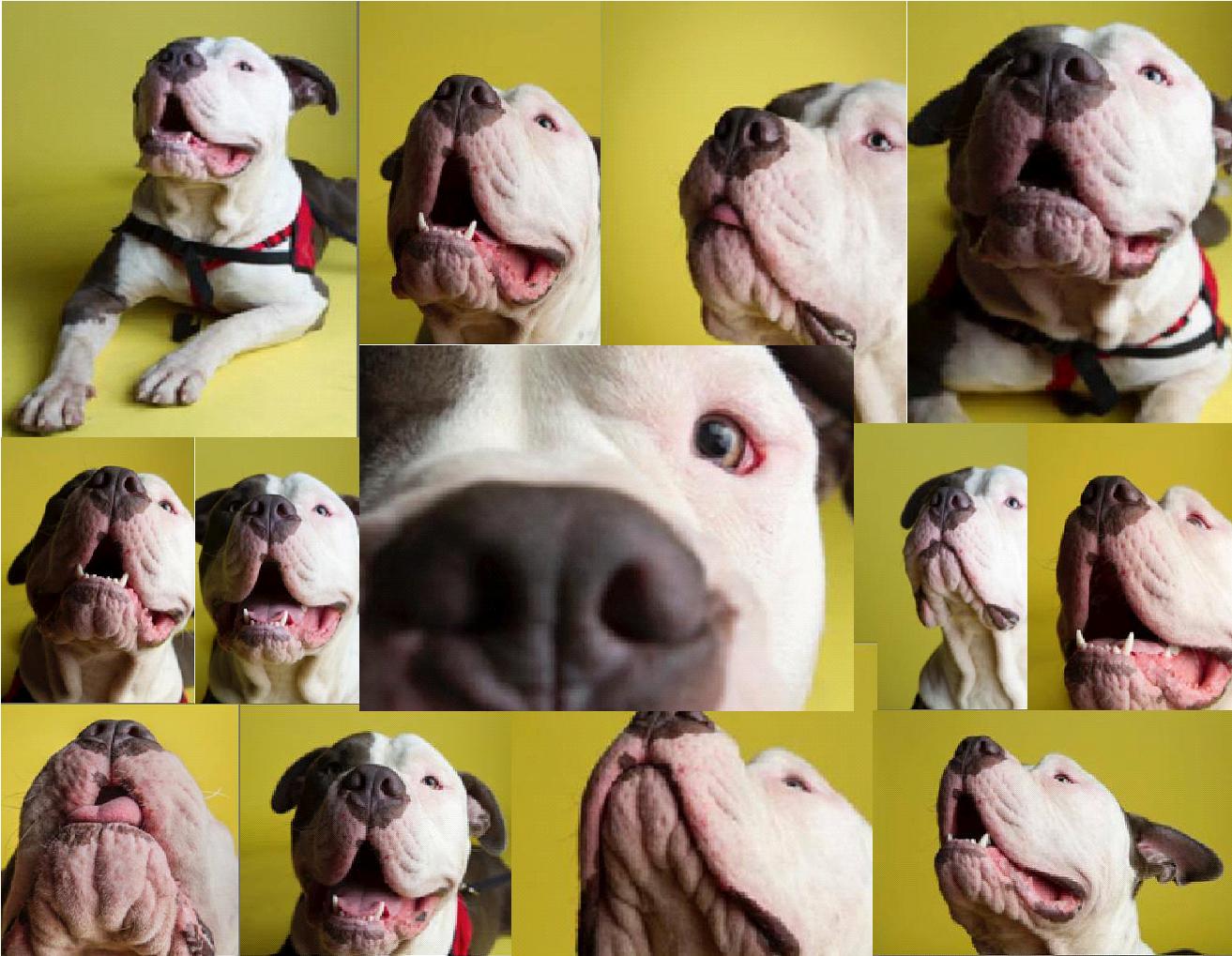 Collage of multiple images of a dog with a white face and black ears, showing various close-up and full-body views, on a yellow background.