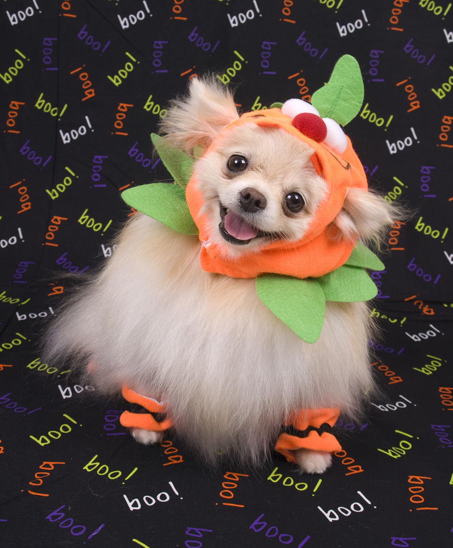 Small dog dressed as a pumpkin with green leaves, orange costume, and black shoes, sitting on a colorful 'boo!' background.